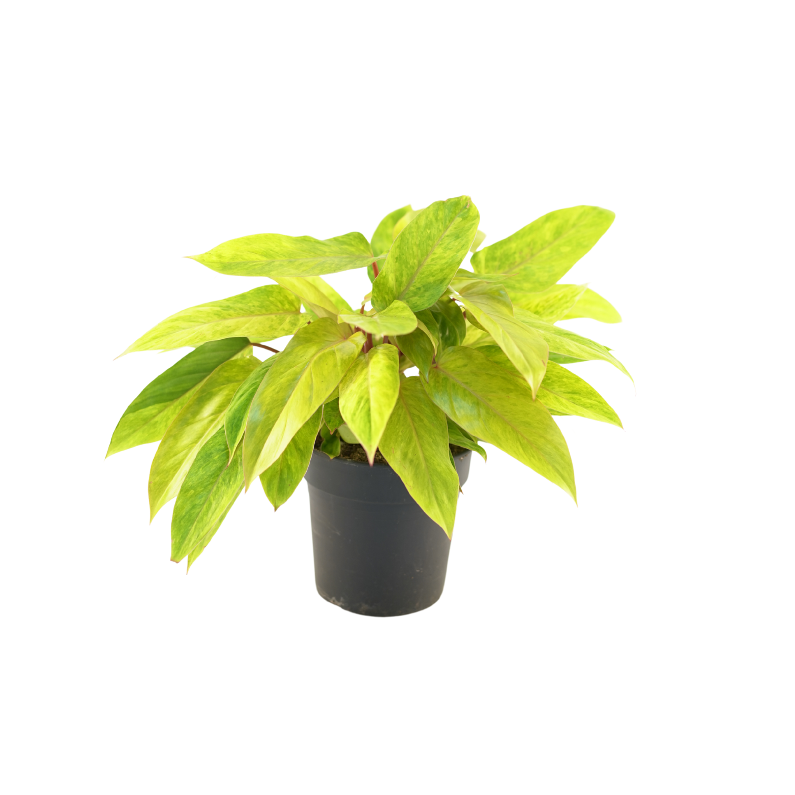 PHILODENDRON 'PAINTED LADY' Filodendron