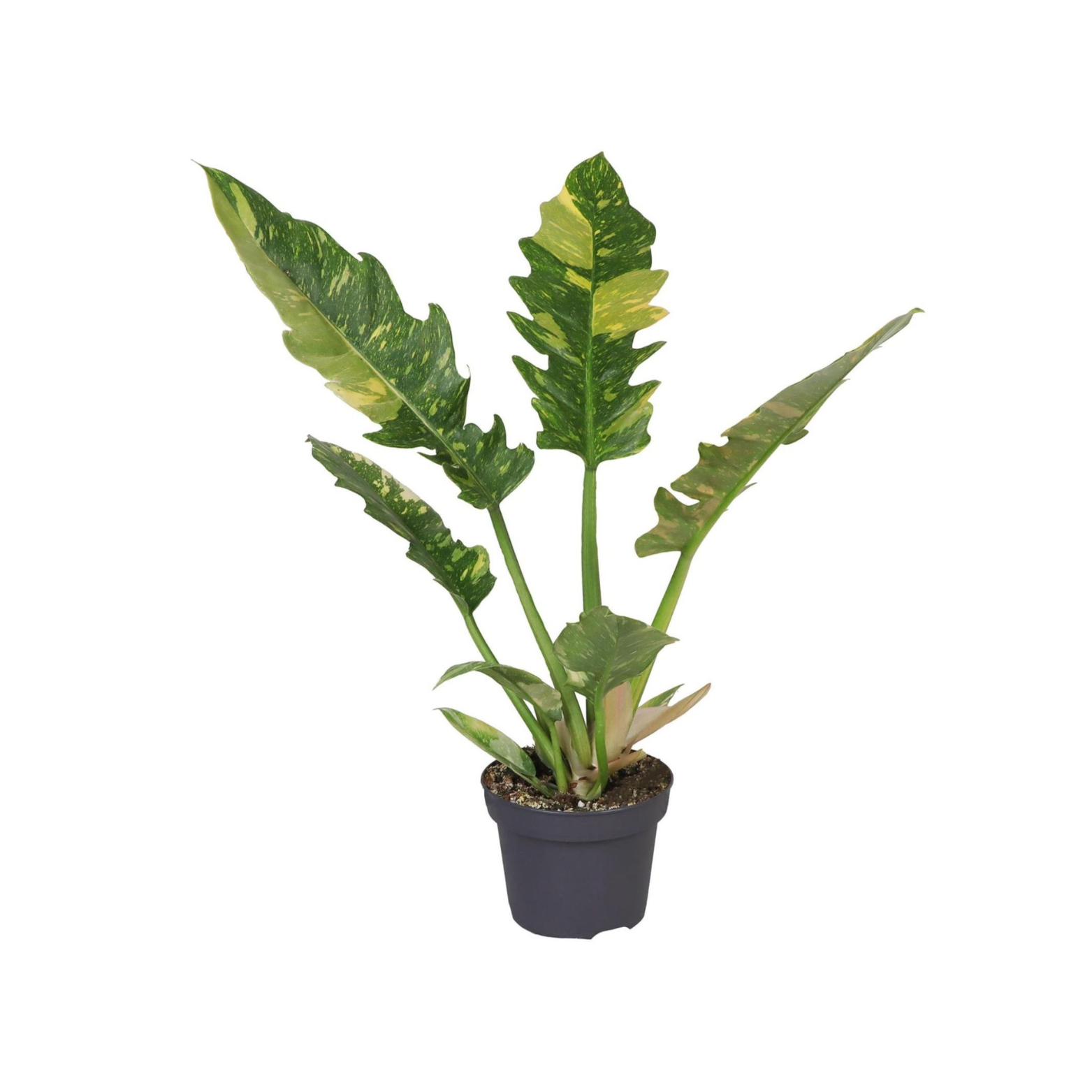 PHILODENDRON 'RING OF FIRE' Filodendron