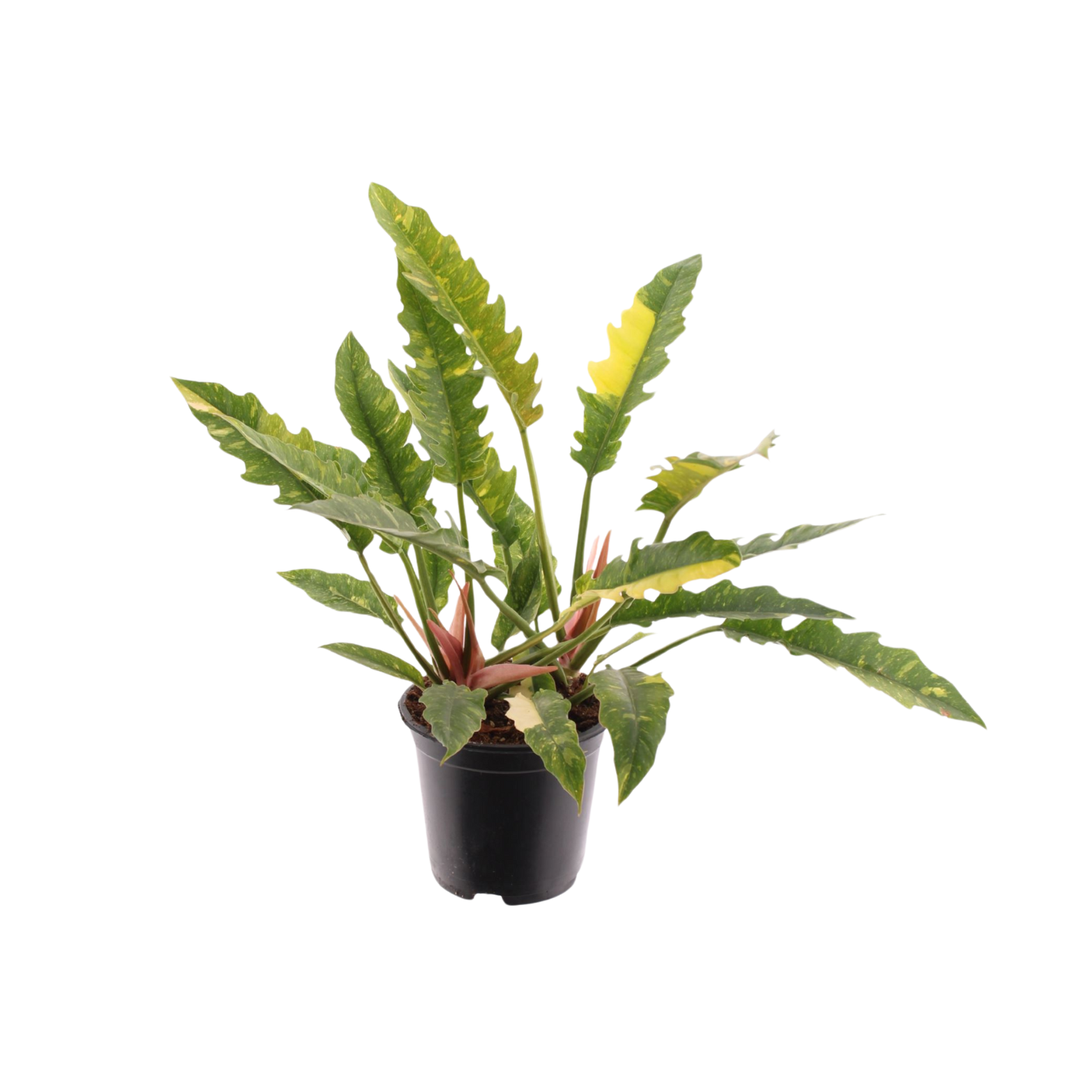 PHILODENDRON 'RING OF FIRE' Filodendron