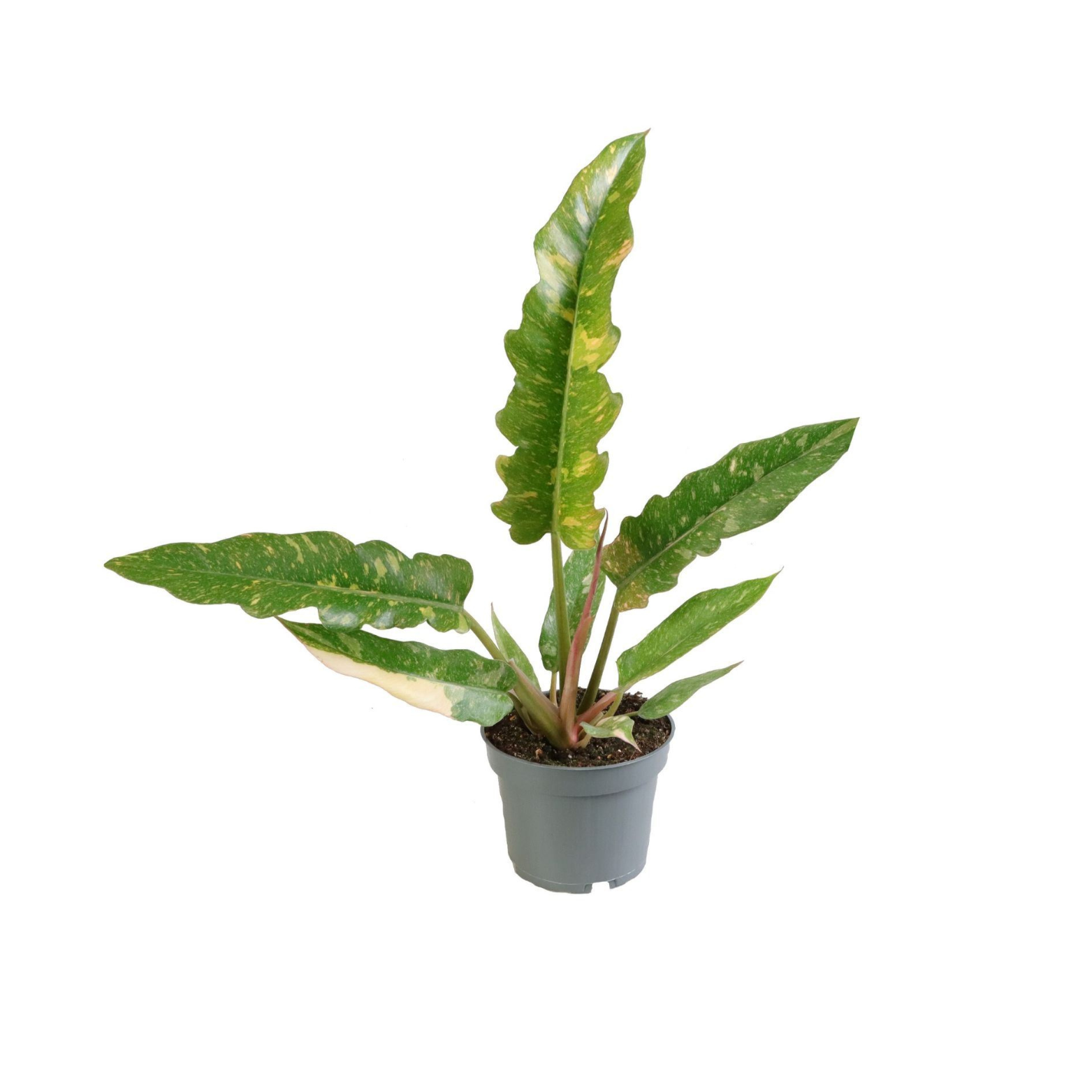 PHILODENDRON 'RING OF FIRE' Filodendron