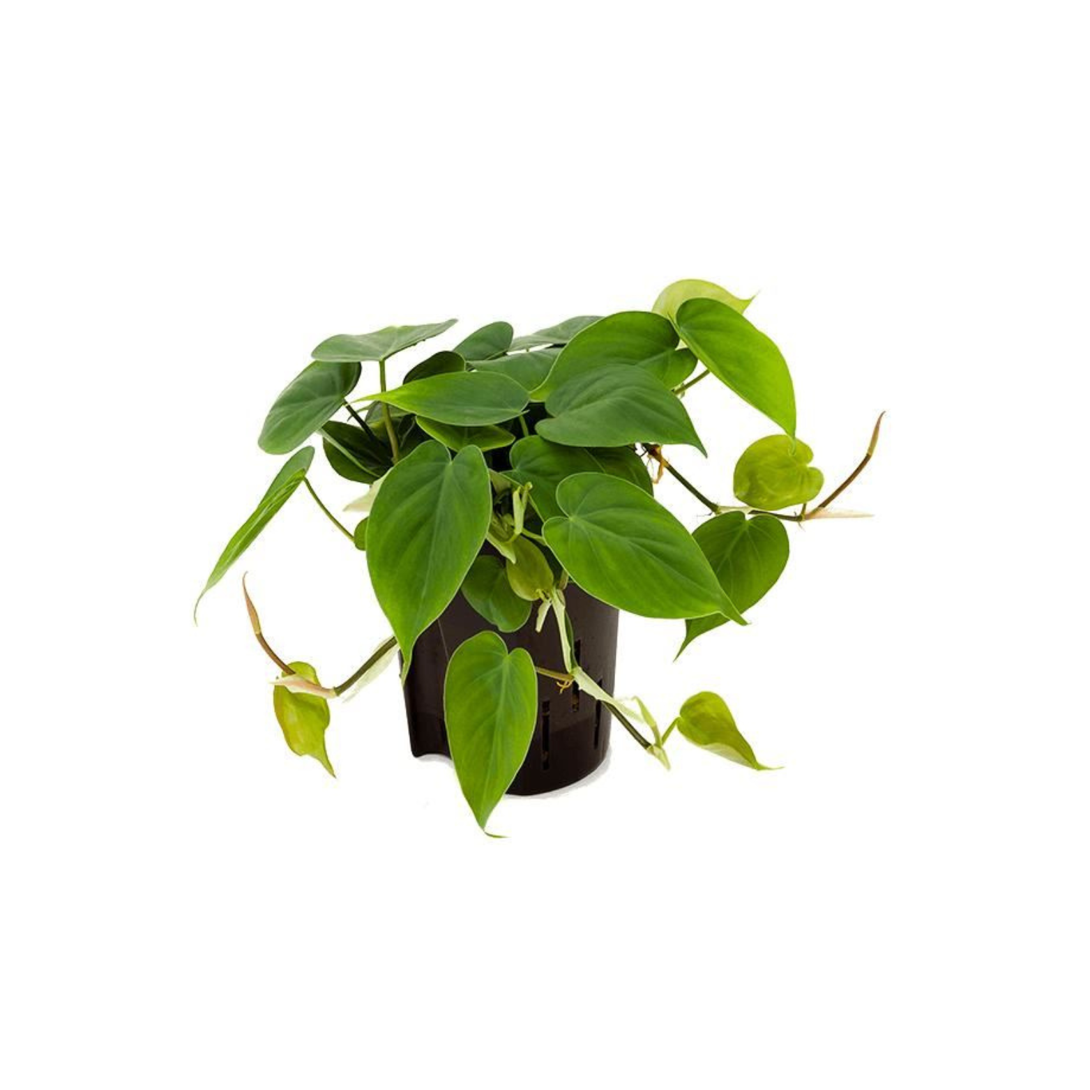 PHILODENDRON SCANDENS Filodendron pnący