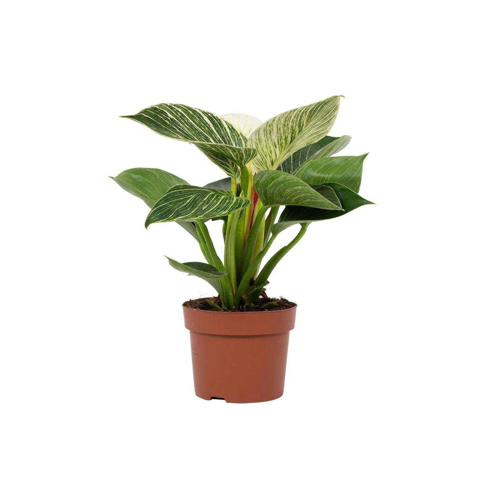 PHILODENDRON 'WHITE WAVE' Filodendron