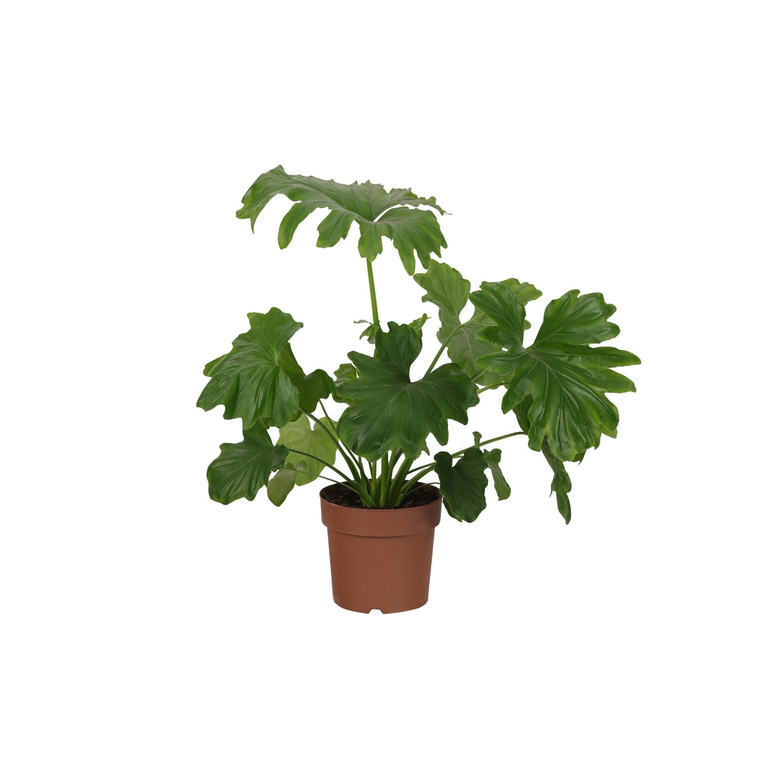 PHILODENDRON BIPINNATIFIDUM 'HOPE' Filodendron podwójnie pierzasty