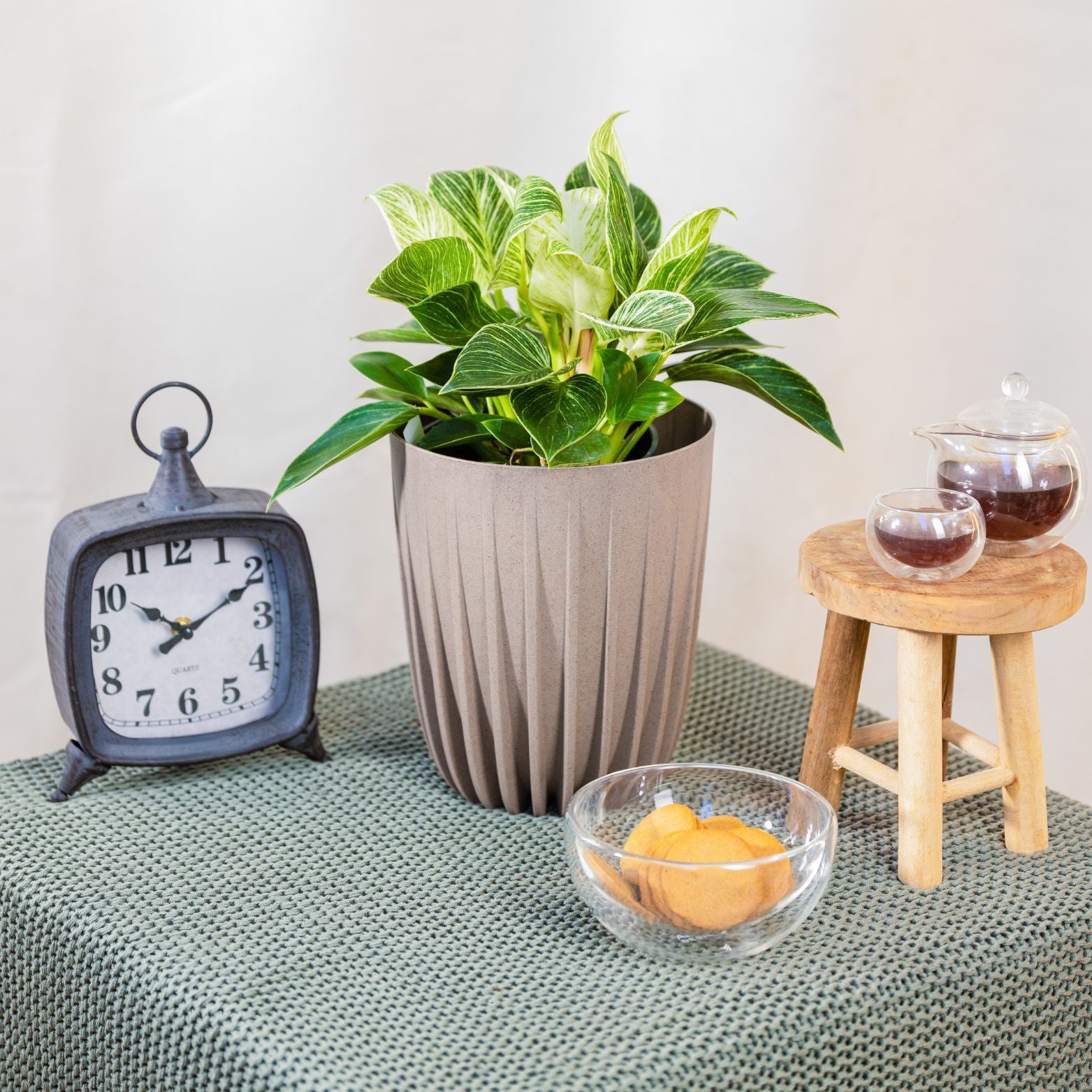 PHILODENDRON BIRKIN Filodendron