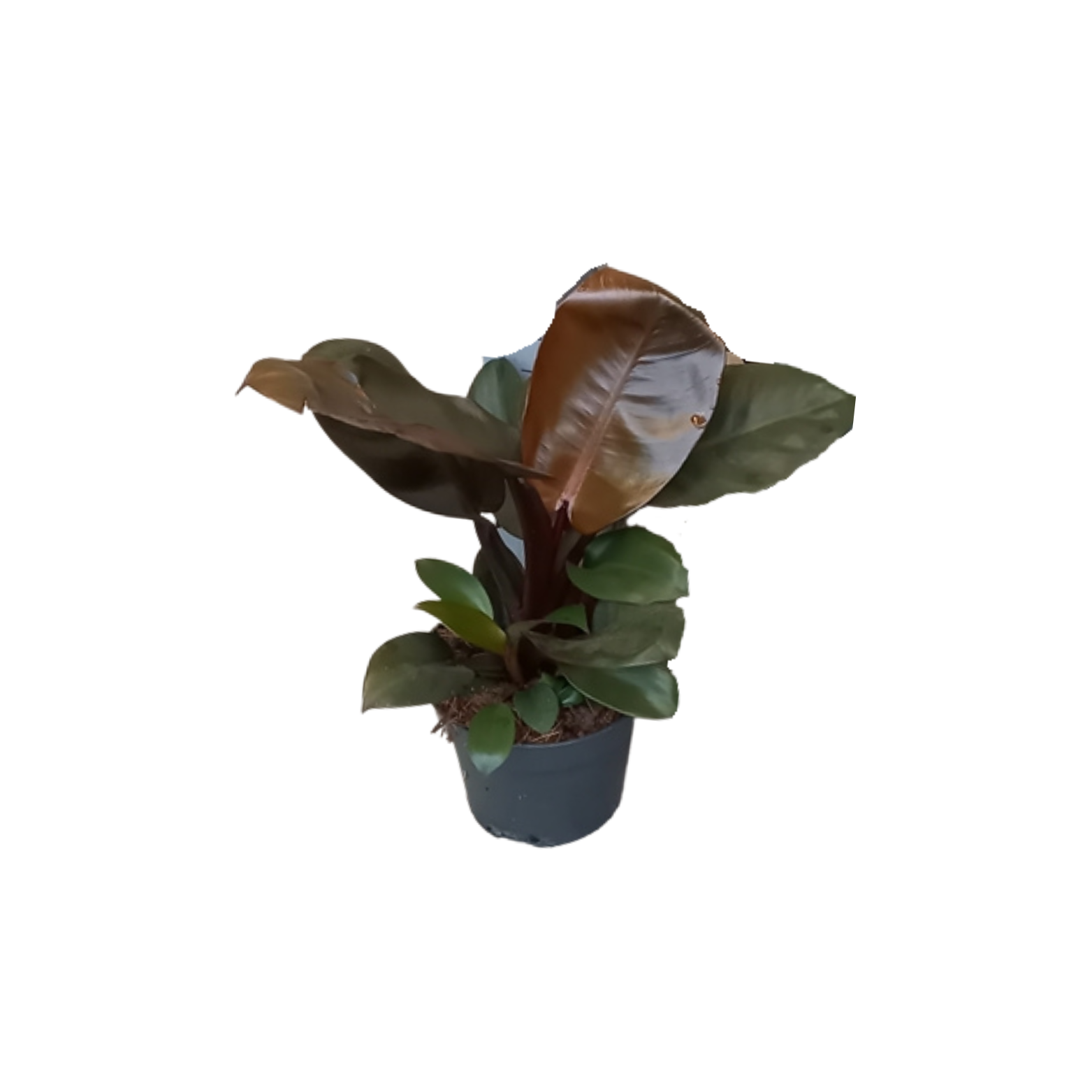 PHILODENDRON 'BLACK CARDINAL' Filodendron
