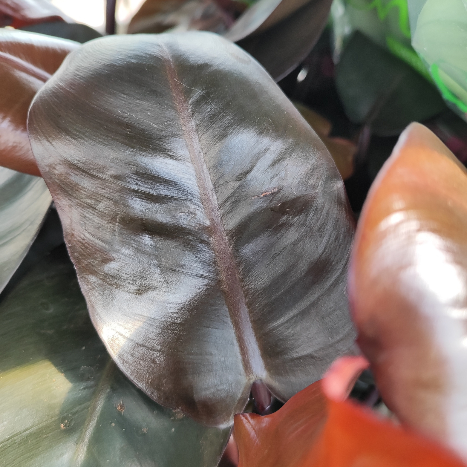 PHILODENDRON 'BLACK CARDINAL' Filodendron