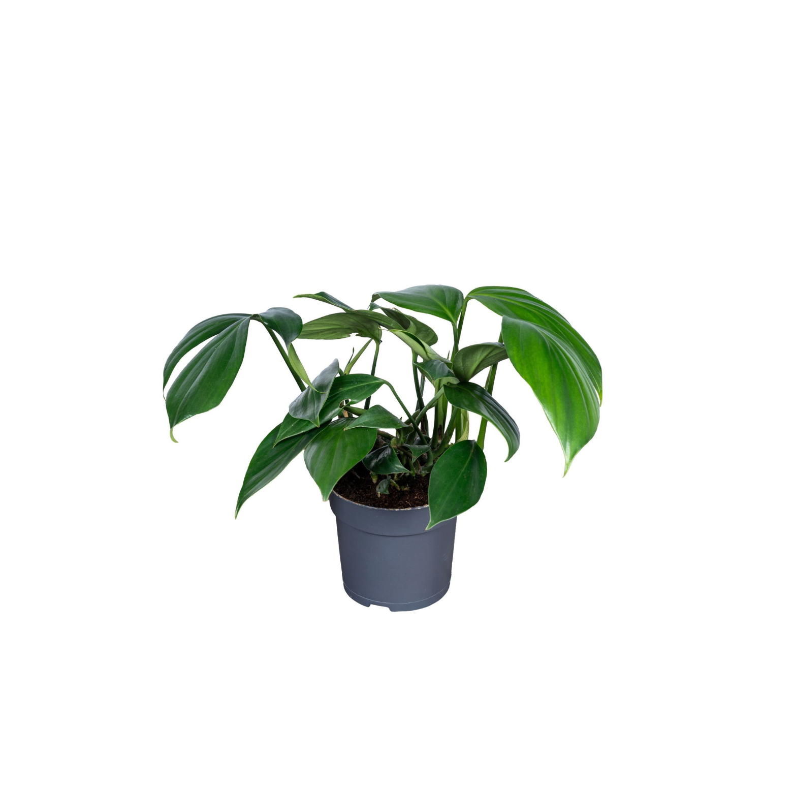 PHILODENDRON 'DRAGON TAIL' Filodendron