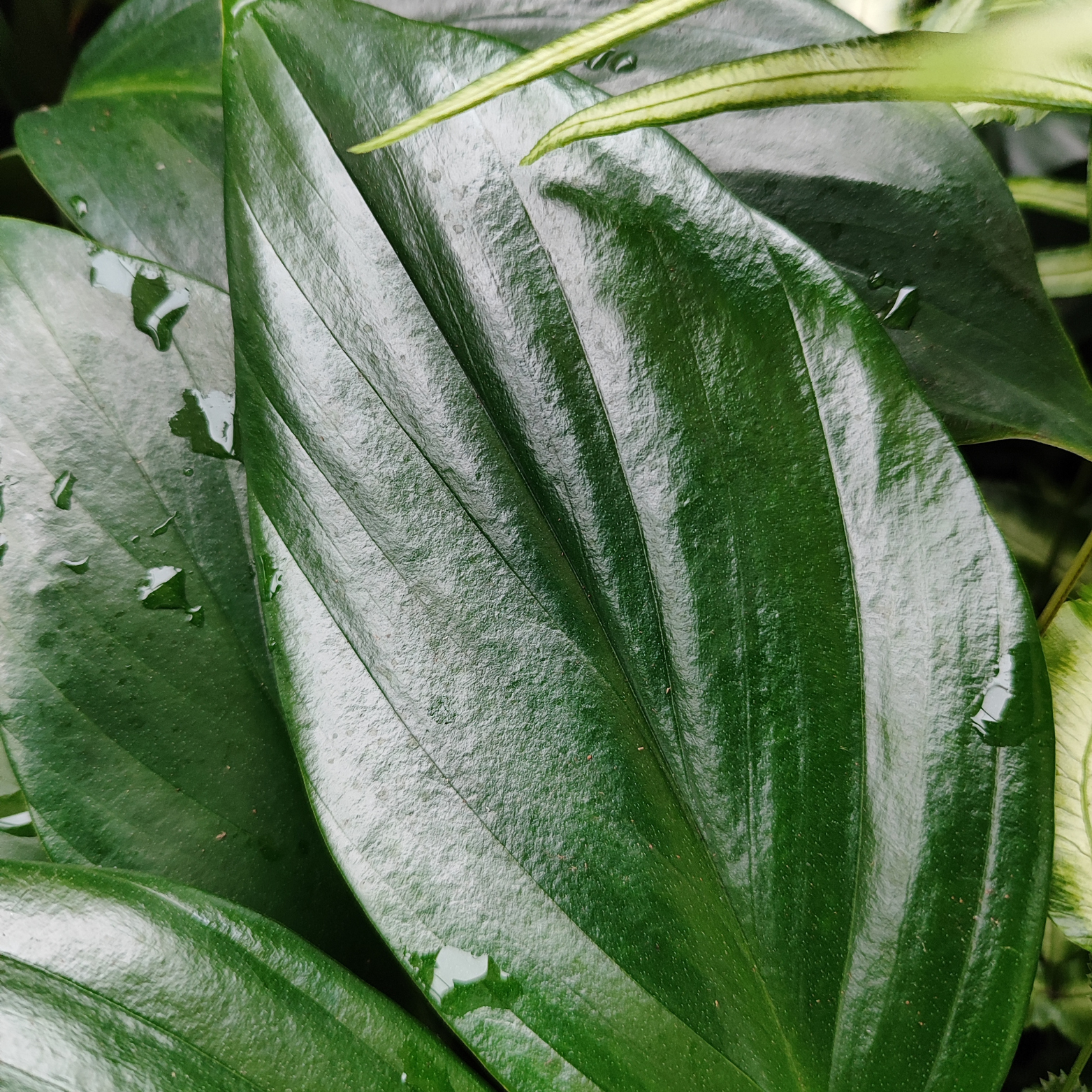 PHILODENDRON 'DRAGON TAIL' Filodendron