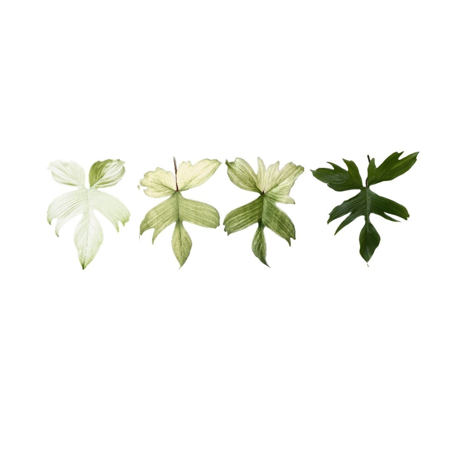 PHILODENDRON 'FLORIDA GHOST' Filodendron