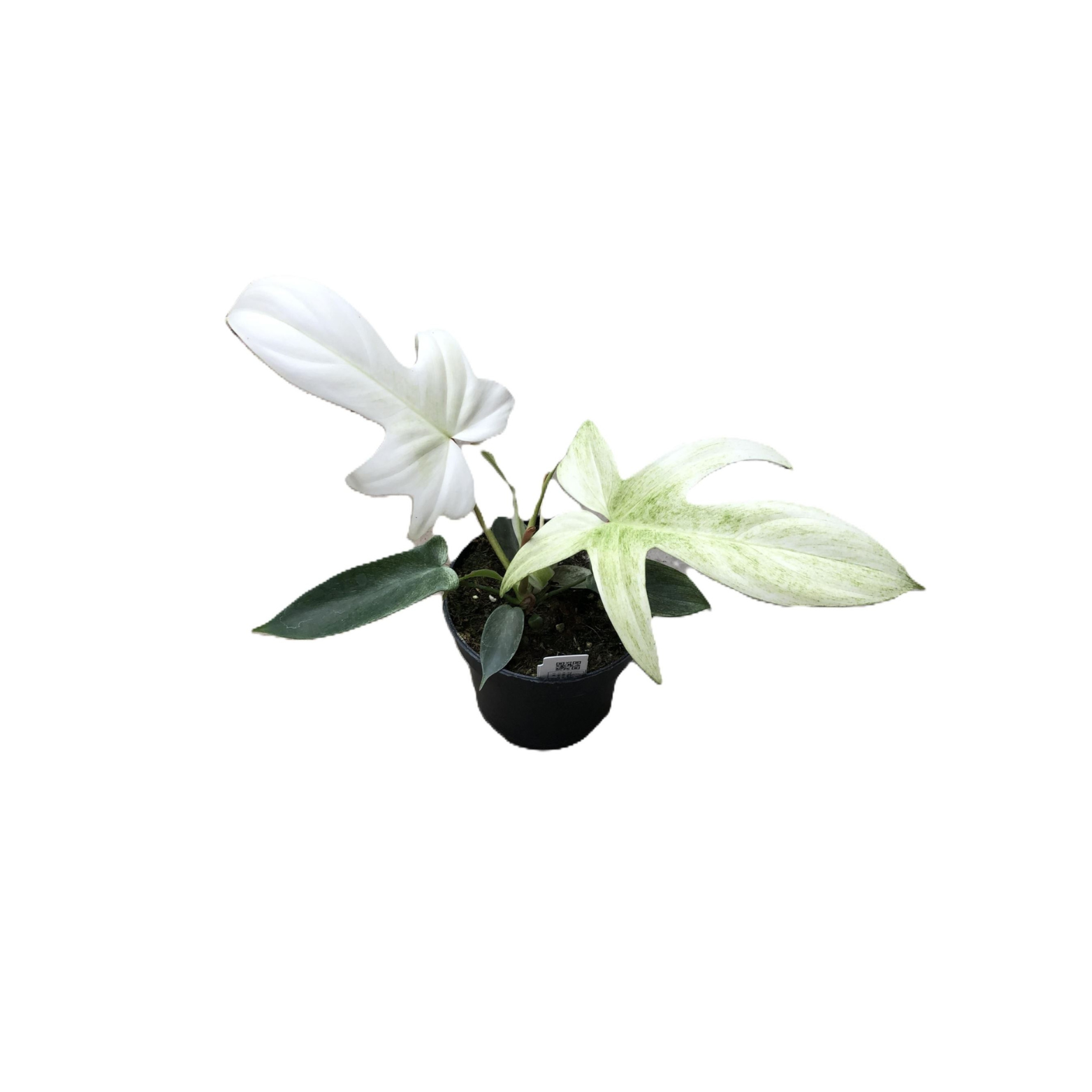 PHILODENDRON 'FLORIDA GHOST' Filodendron
