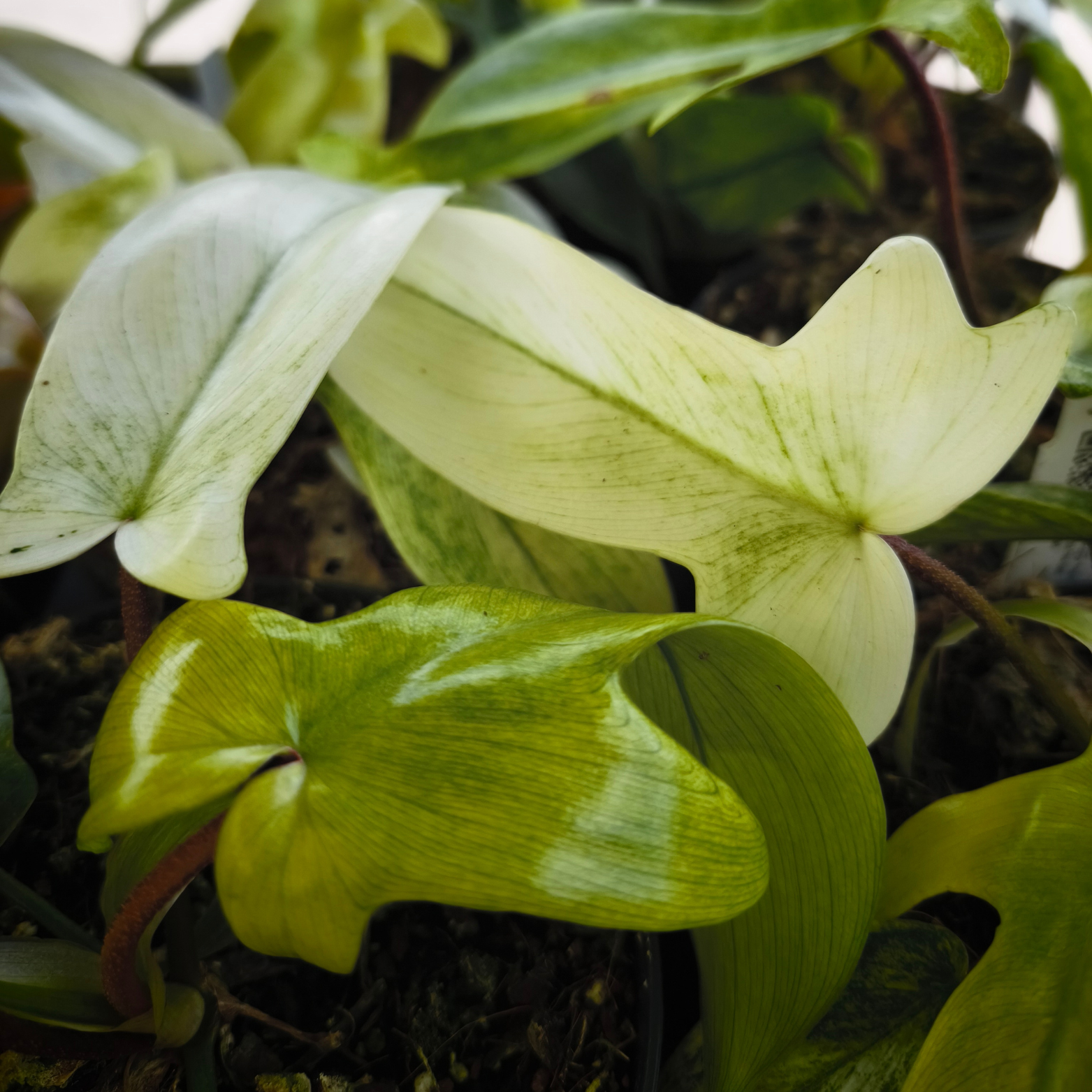 PHILODENDRON 'FLORIDA GHOST' Filodendron