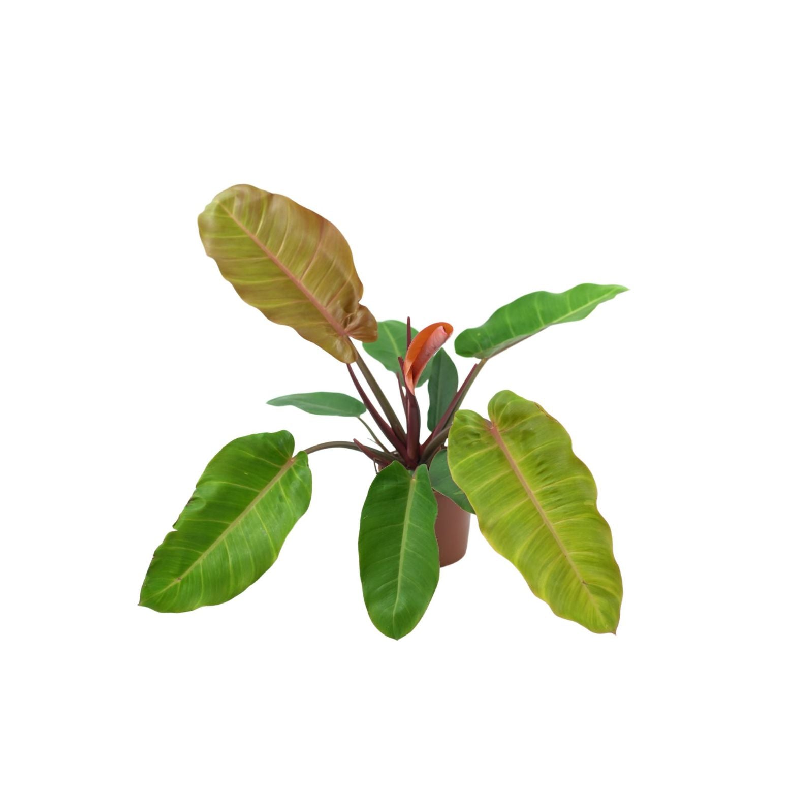PHILODENDRON 'PRINCE OF ORANGE' Filodendron