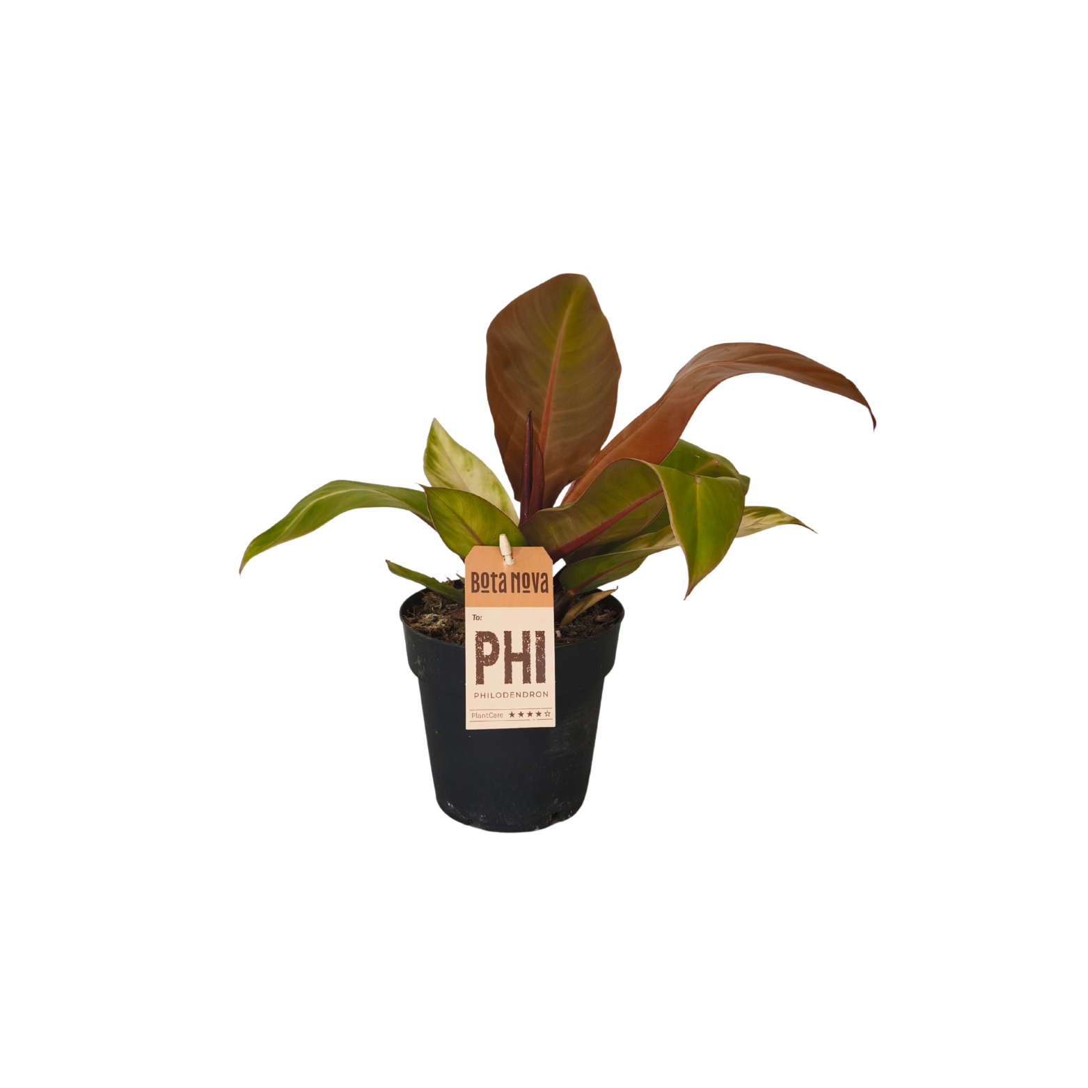 PHILODENDRON 'PRINCE OF ORANGE' Filodendron