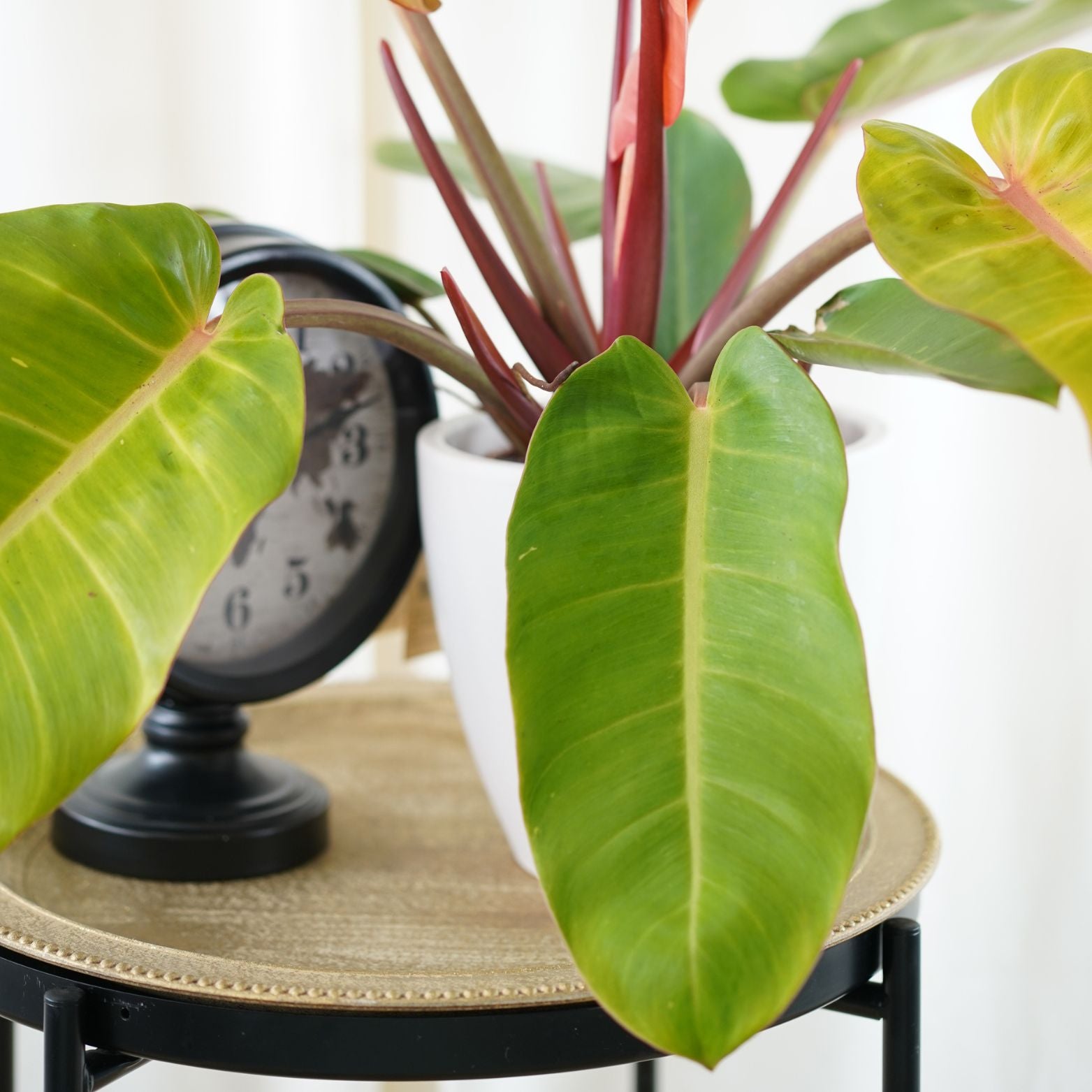 PHILODENDRON 'PRINCE OF ORANGE' Filodendron