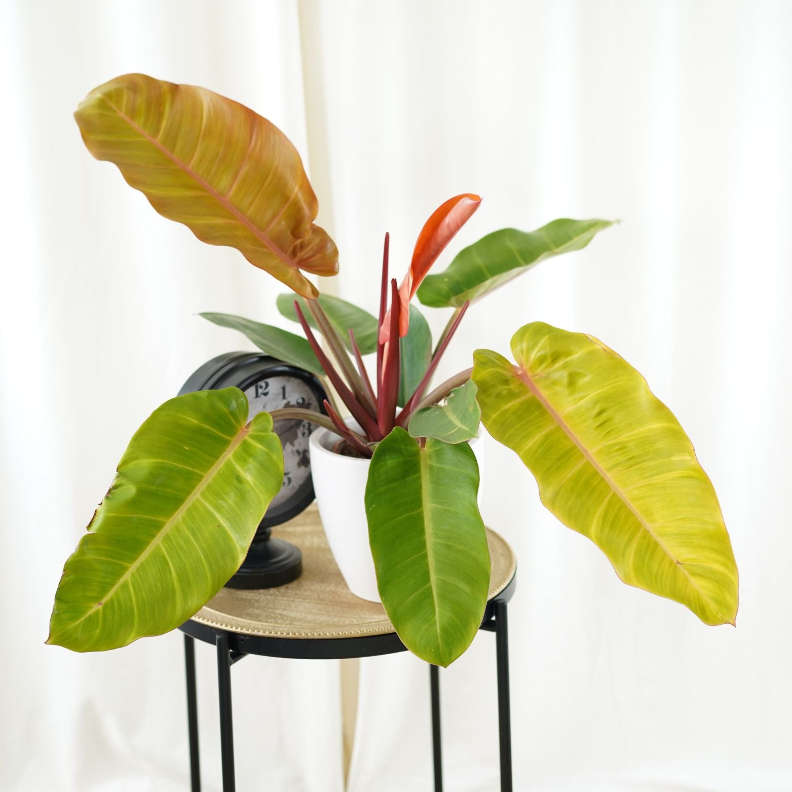 PHILODENDRON 'PRINCE OF ORANGE' Filodendron