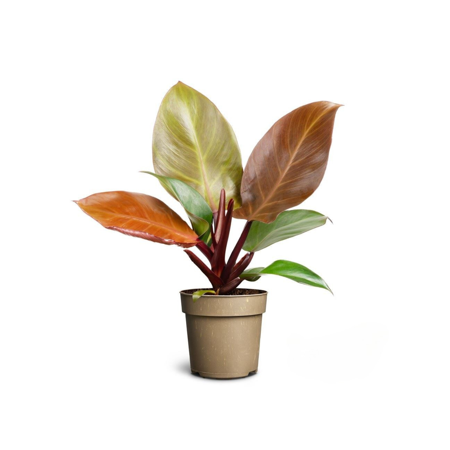 PHILODENDRON 'PRINCE OF ORANGE' Filodendron