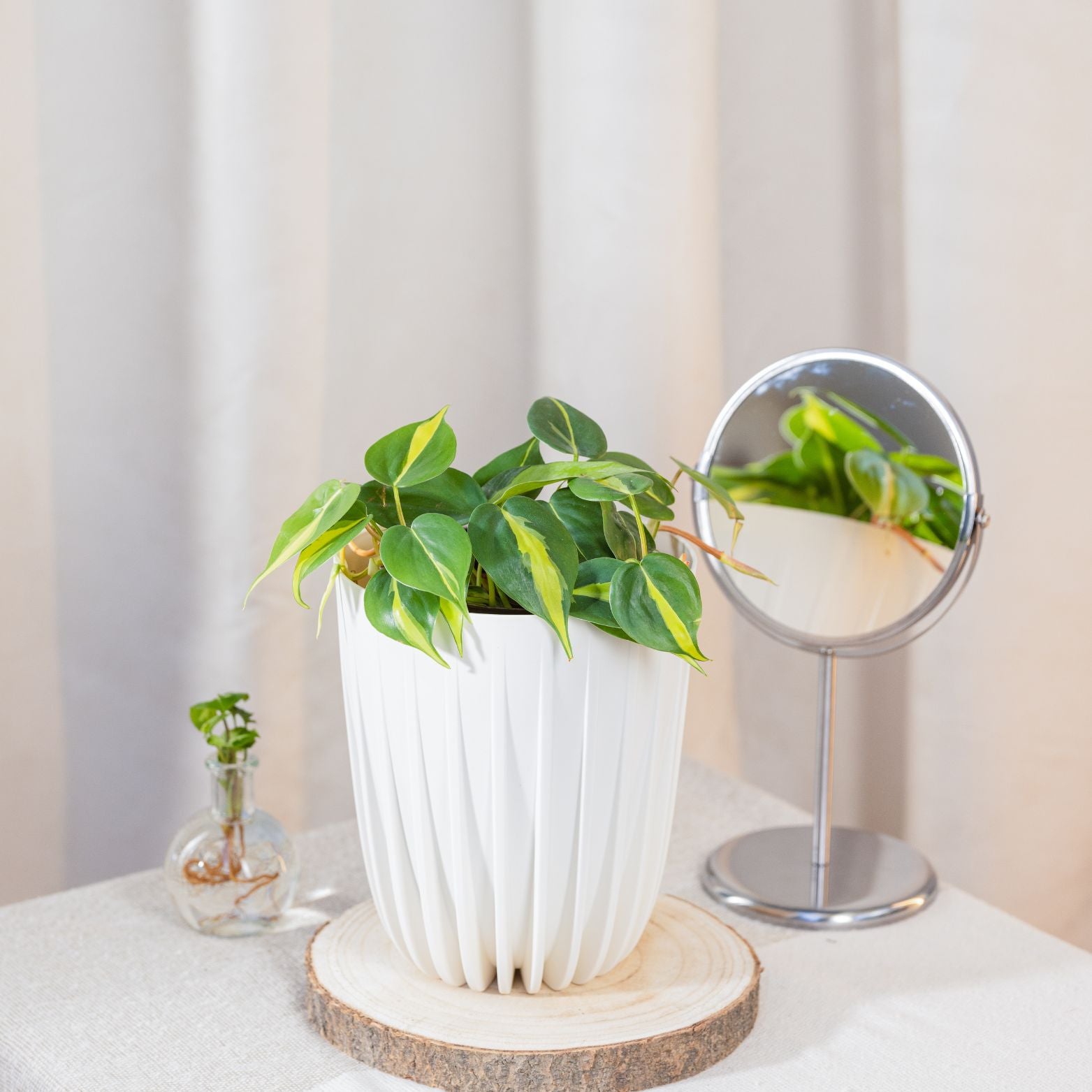 PHILODENDRON SCANDENS 'VARIEGATA' Filodendron pnący