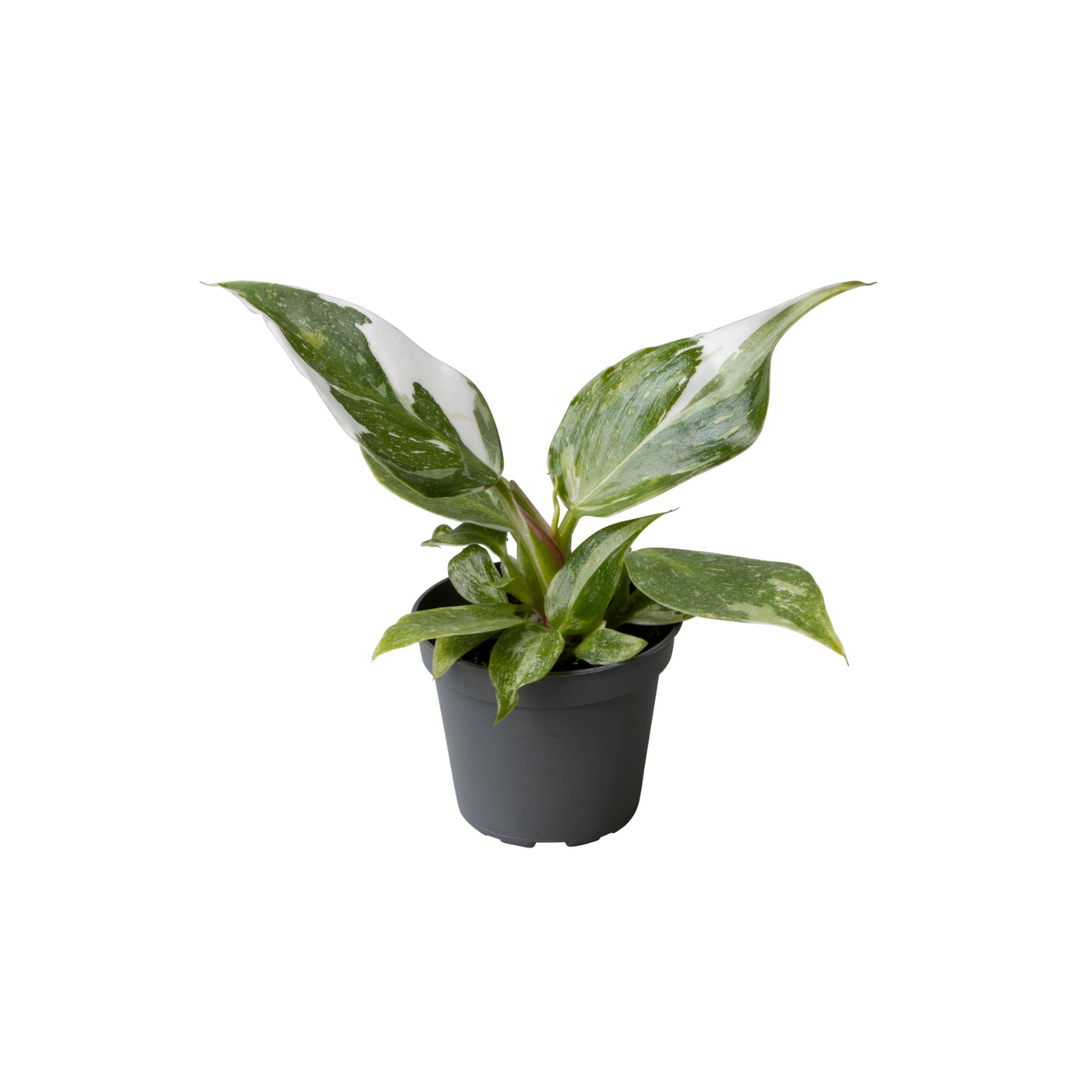 PHILODENDRON 'WHITE PRINCESS' Filodendron
