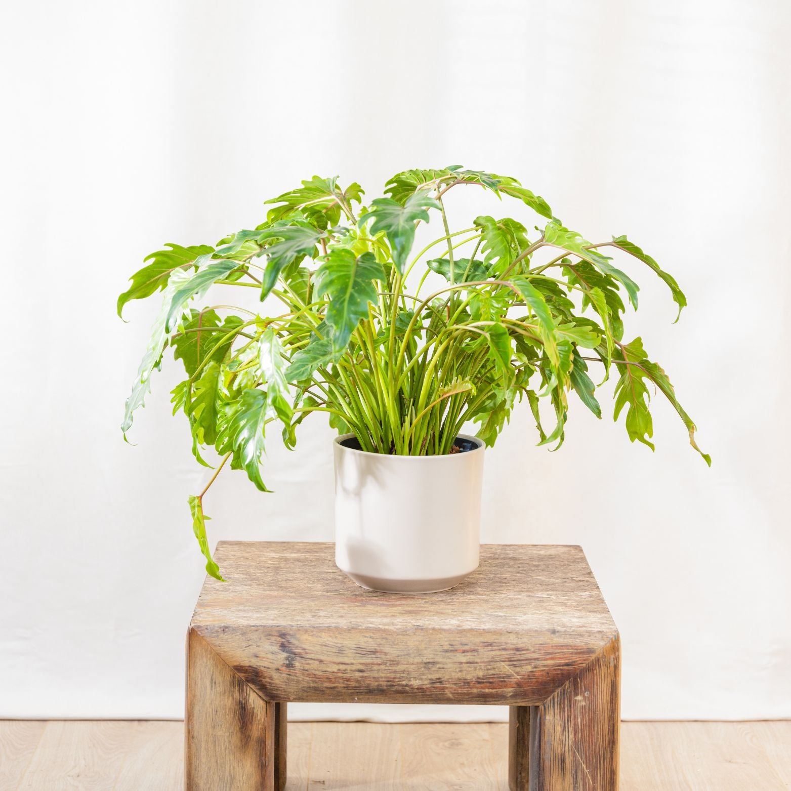PHILODENDRON 'XANADU' Filodendron