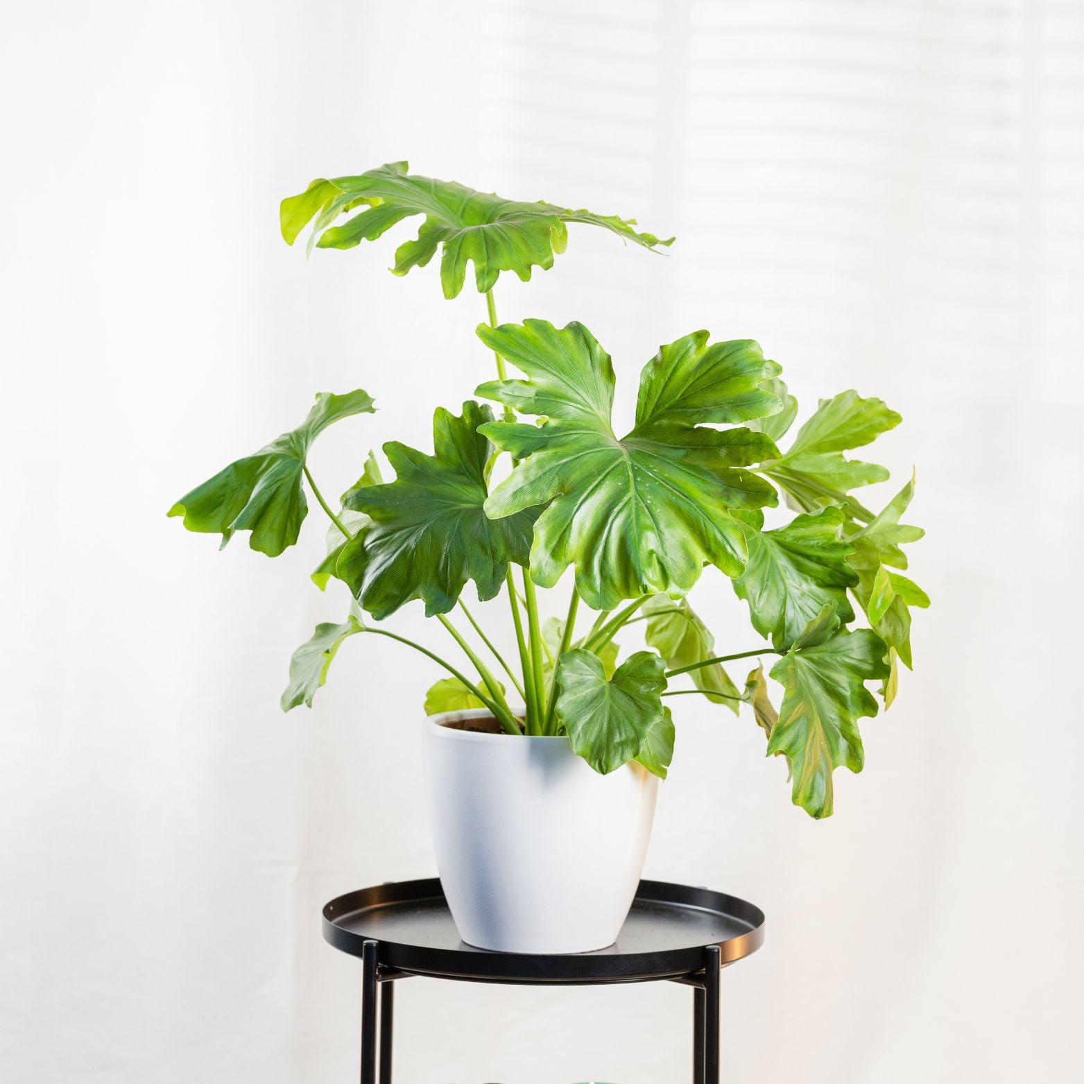 PHILODENDRON BIPINNATIFIDUM 'HOPE' Filodendron podwójnie pierzasty