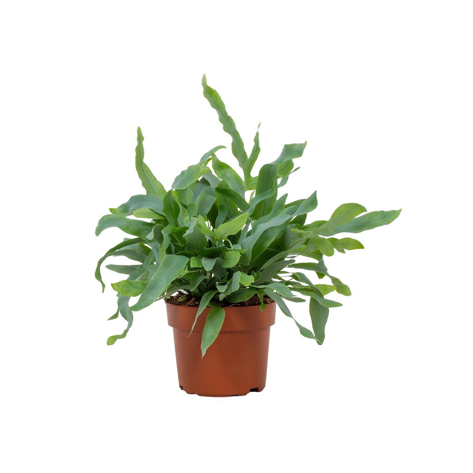 PHLEBODIUM AUREUM 'BLUE STAR' Flebodium złociste, paproć
