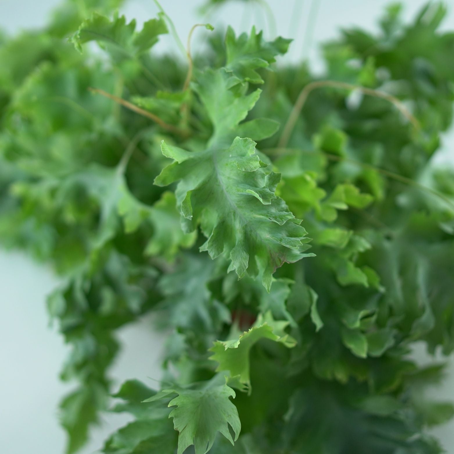 PHLEBODIUM AUREUM 'Davana' Flebodium złociste, paproć