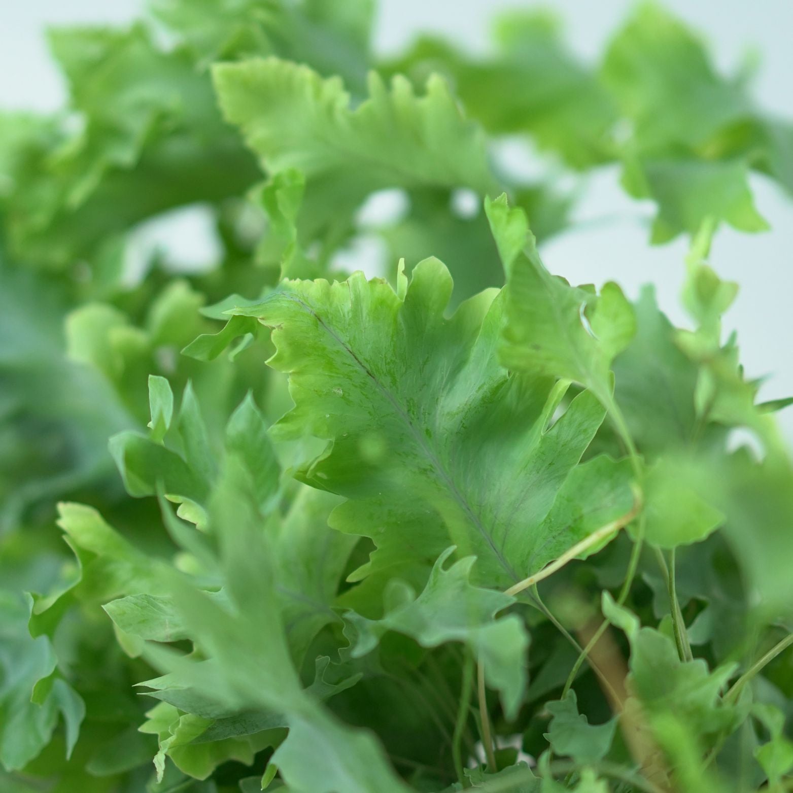 PHLEBODIUM AUREUM 'Davana' Flebodium złociste, paproć