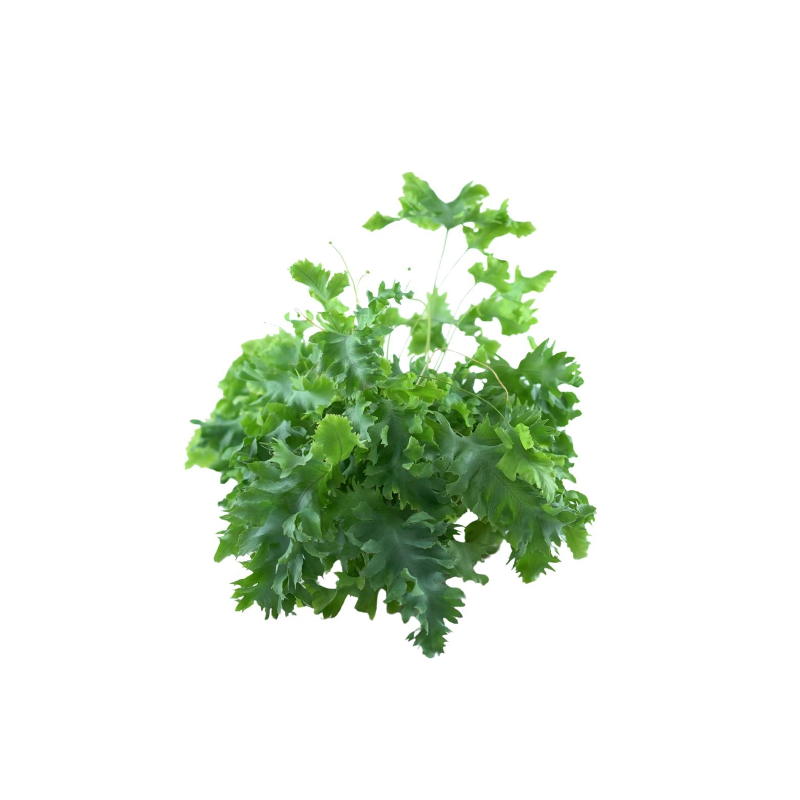 PHLEBODIUM AUREUM 'Davana' Flebodium złociste, paproć