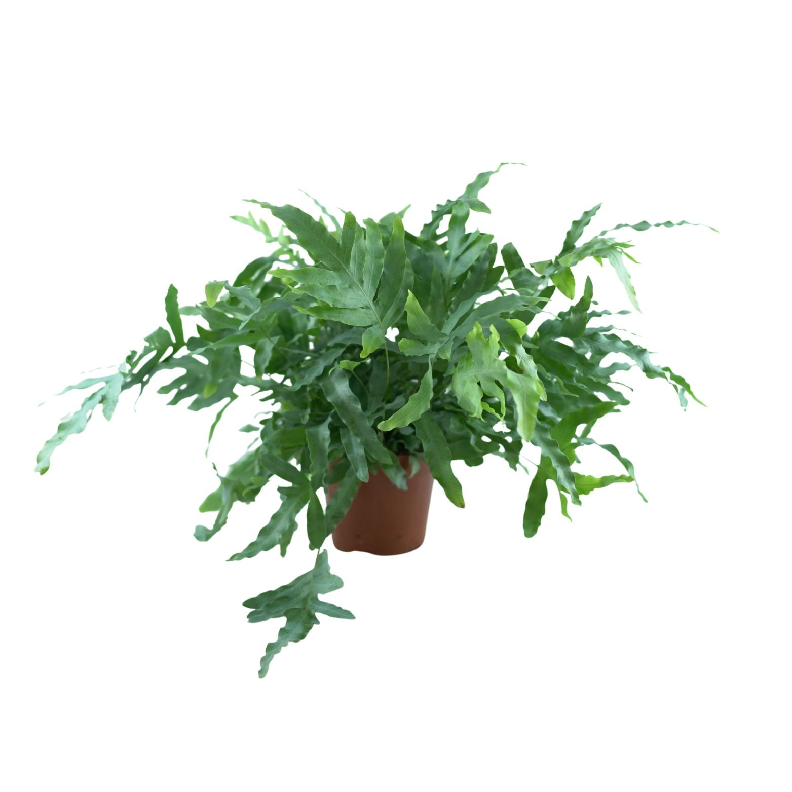 PHLEBODIUM AUREUM 'BLUE STAR' Flebodium złociste, paproć