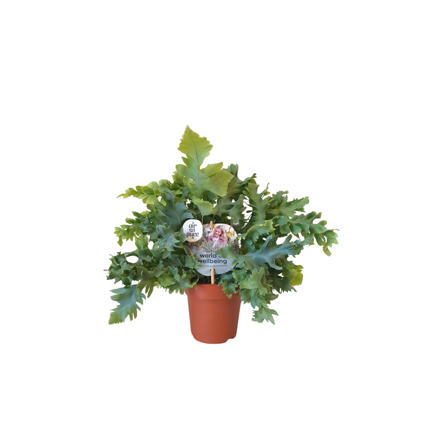 PHLEBODIUM AUREUM 'Davana' Flebodium złociste, paproć