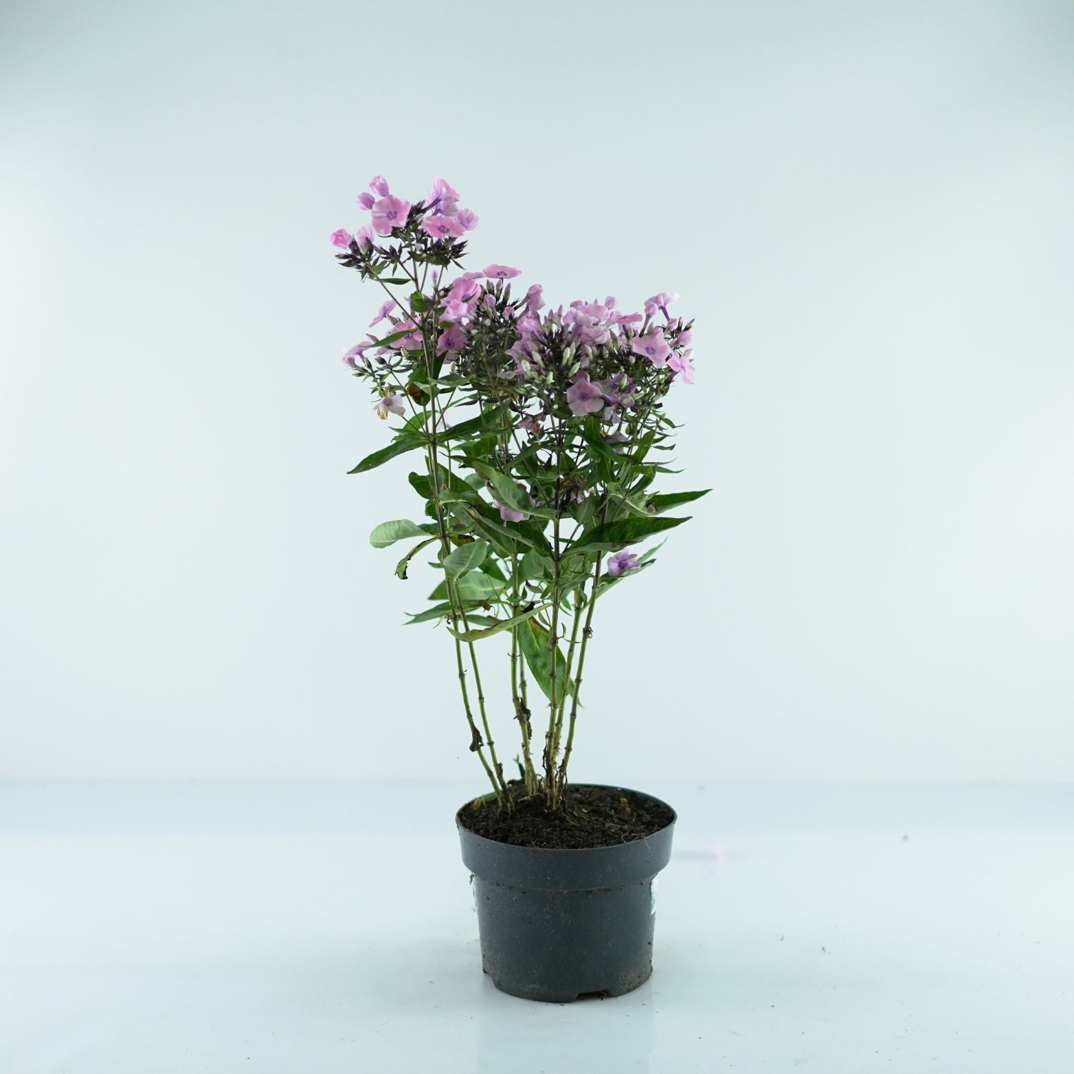 PHLOX PANICULATA 'Sweet Summer' Floks
