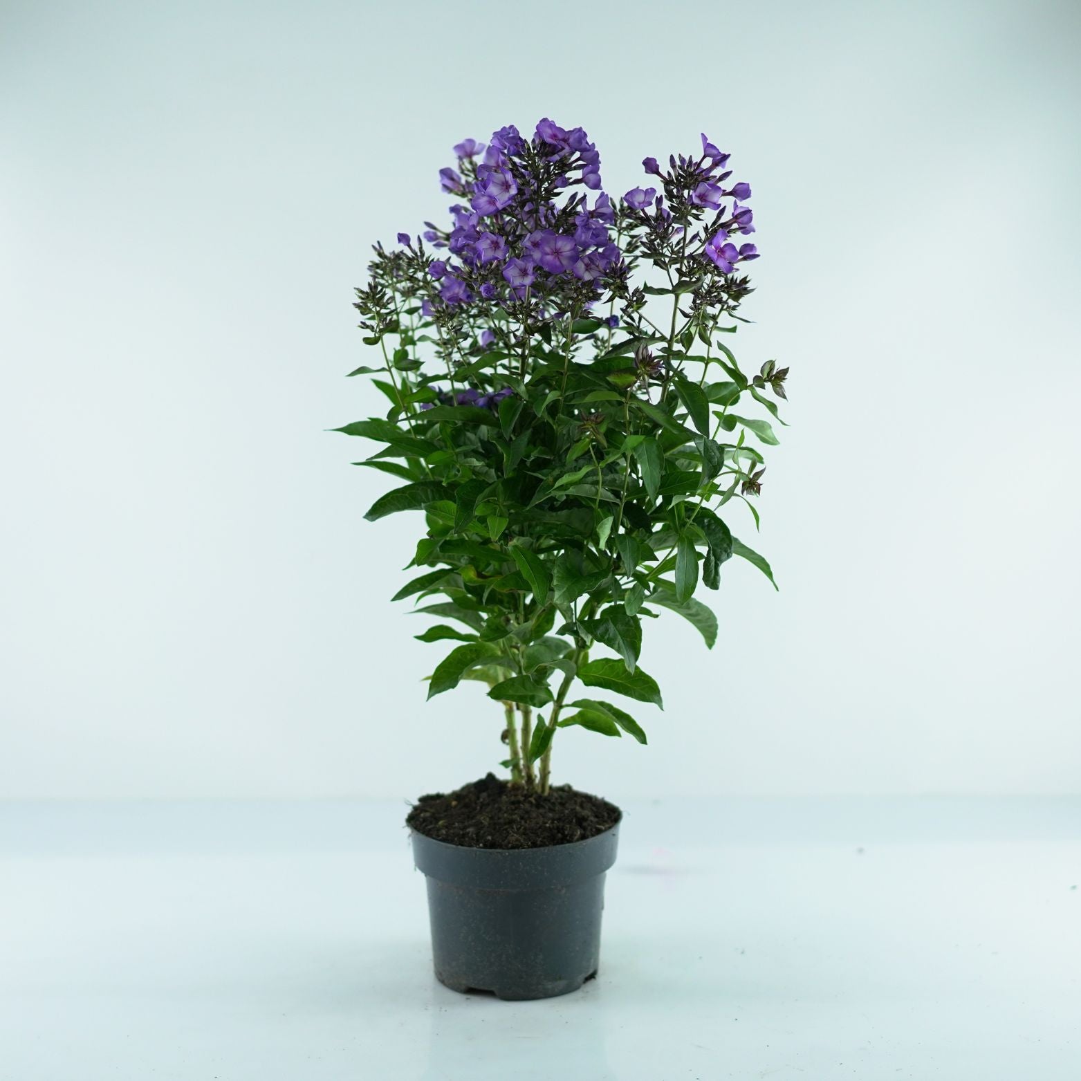 PHLOX PANICULATA 'Sweet Summer' Floks