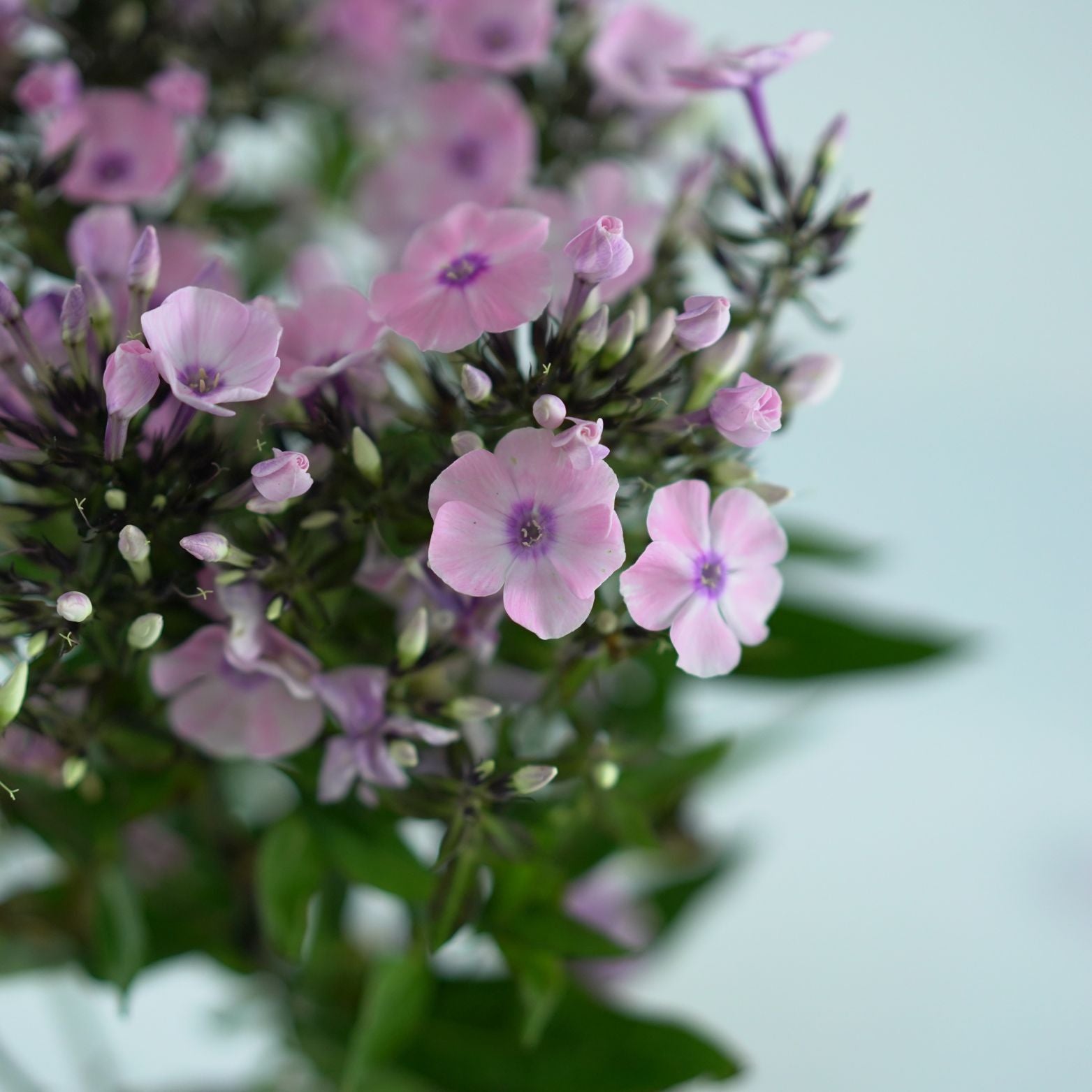 PHLOX PANICULATA 'Sweet Summer' Floks