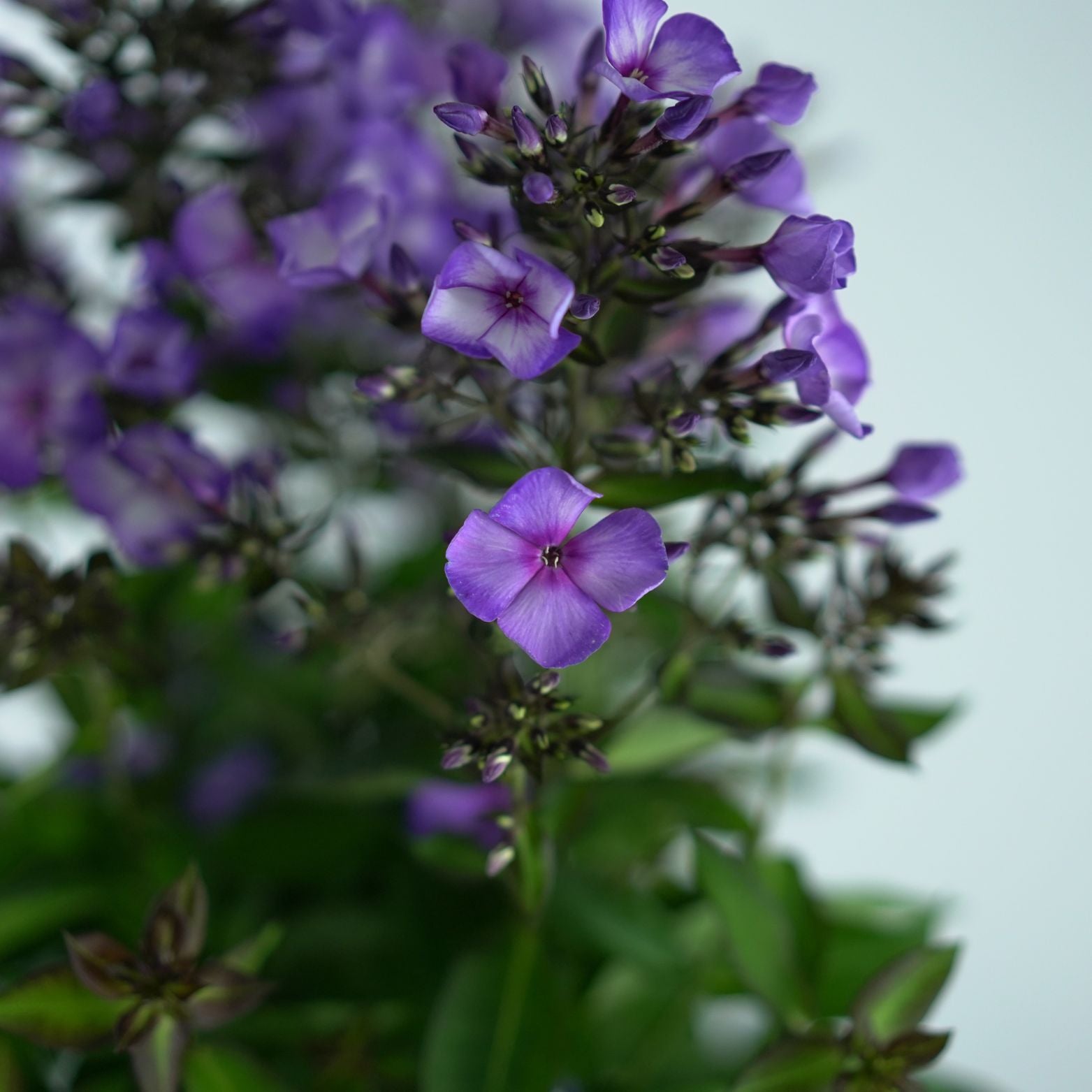 PHLOX PANICULATA 'Sweet Summer' Floks