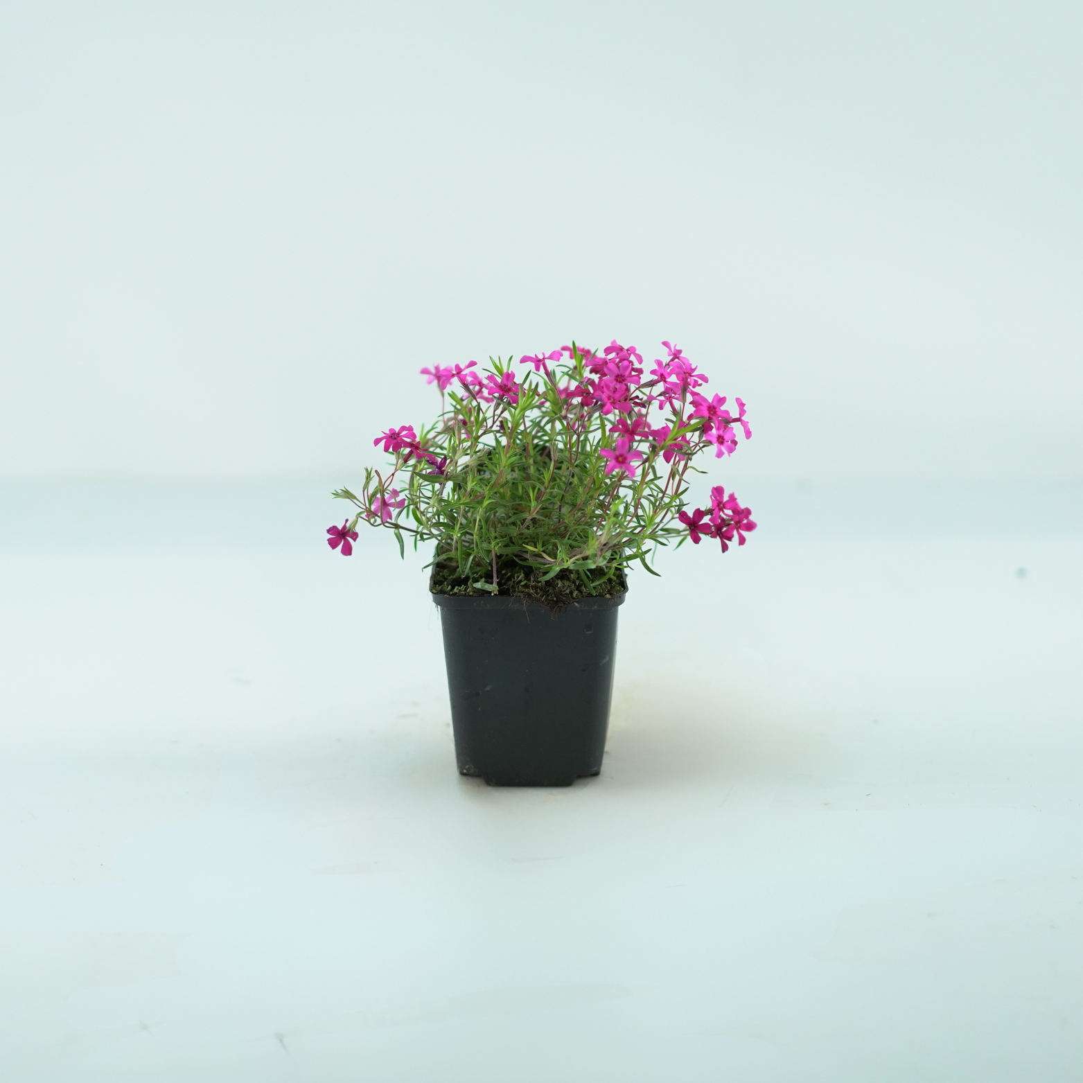 PHLOX SUBULATA 'ATROPURPUREA' Floks skrzydlasty