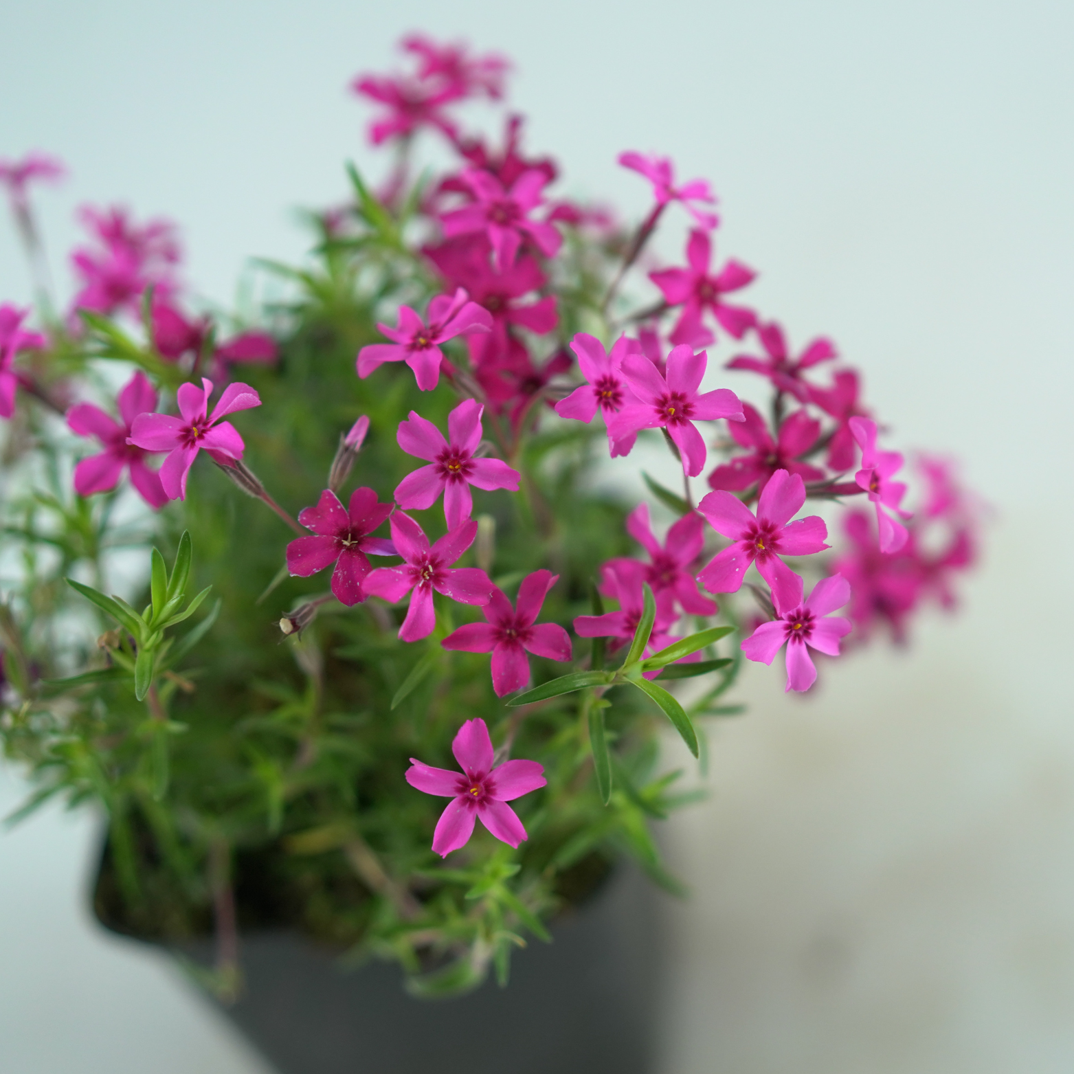 PHLOX SUBULATA 'ATROPURPUREA' Floks skrzydlasty