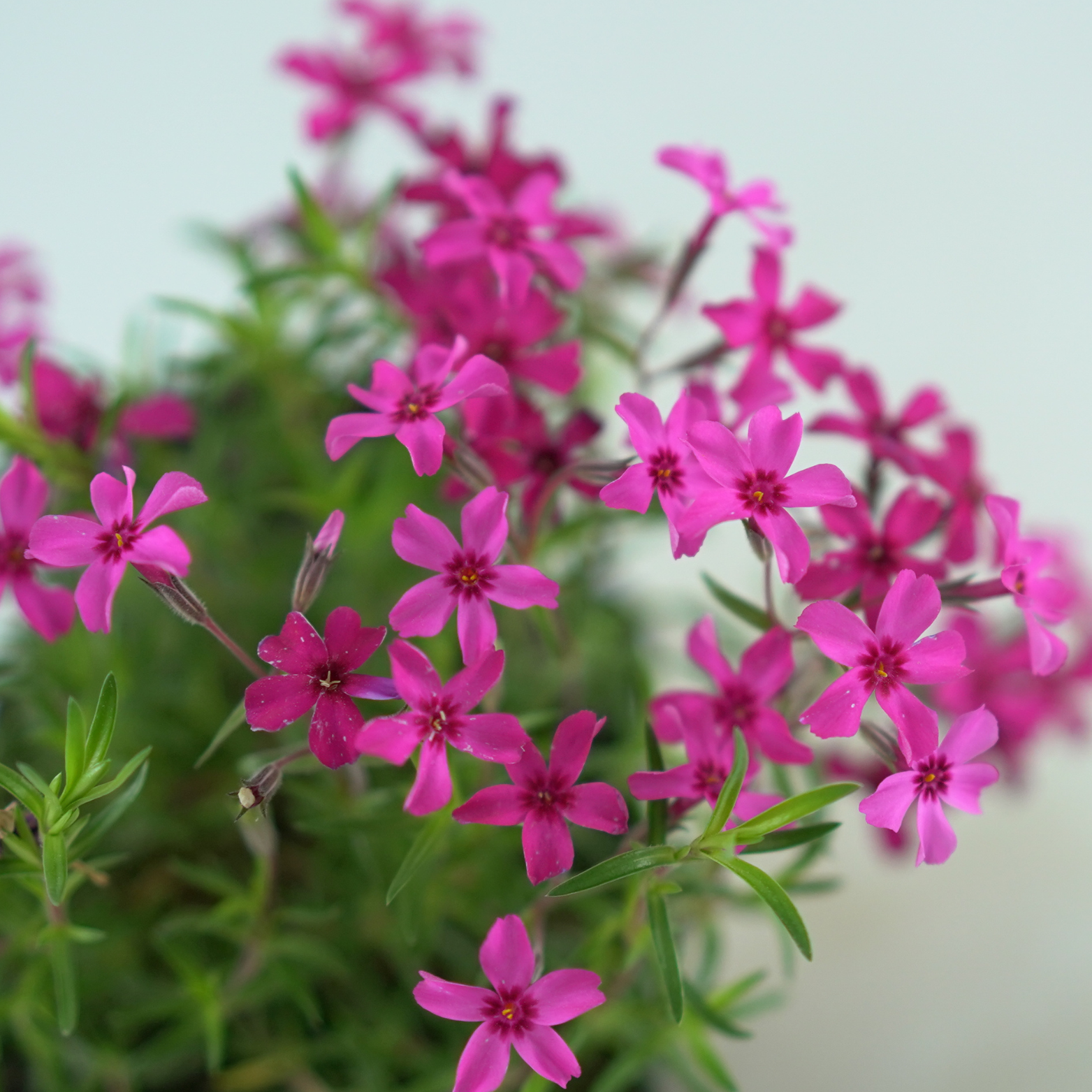 PHLOX SUBULATA 'ATROPURPUREA' Floks skrzydlasty
