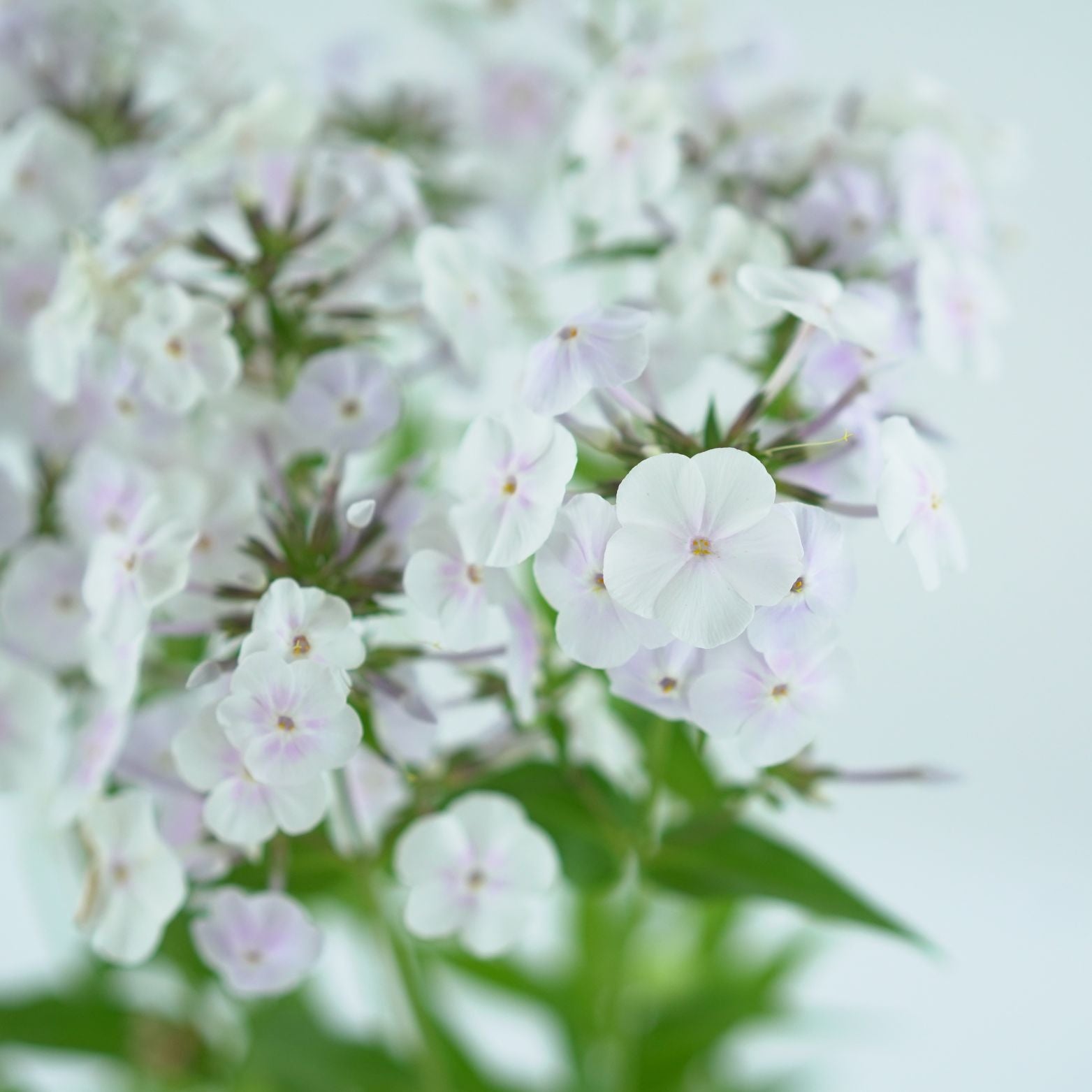 PHLOX PANICULATA 'FASIONABLY EARLY CRYSTAL' Floks