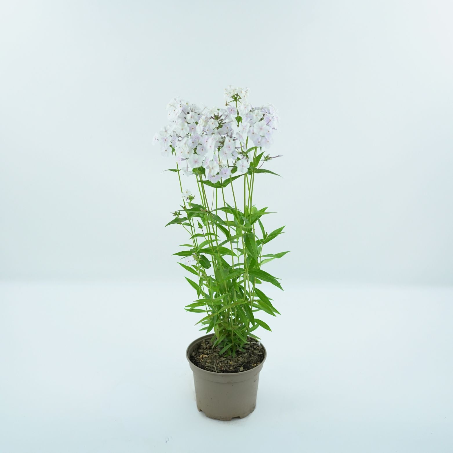 PHLOX PANICULATA 'FASIONABLY EARLY CRYSTAL' Floks