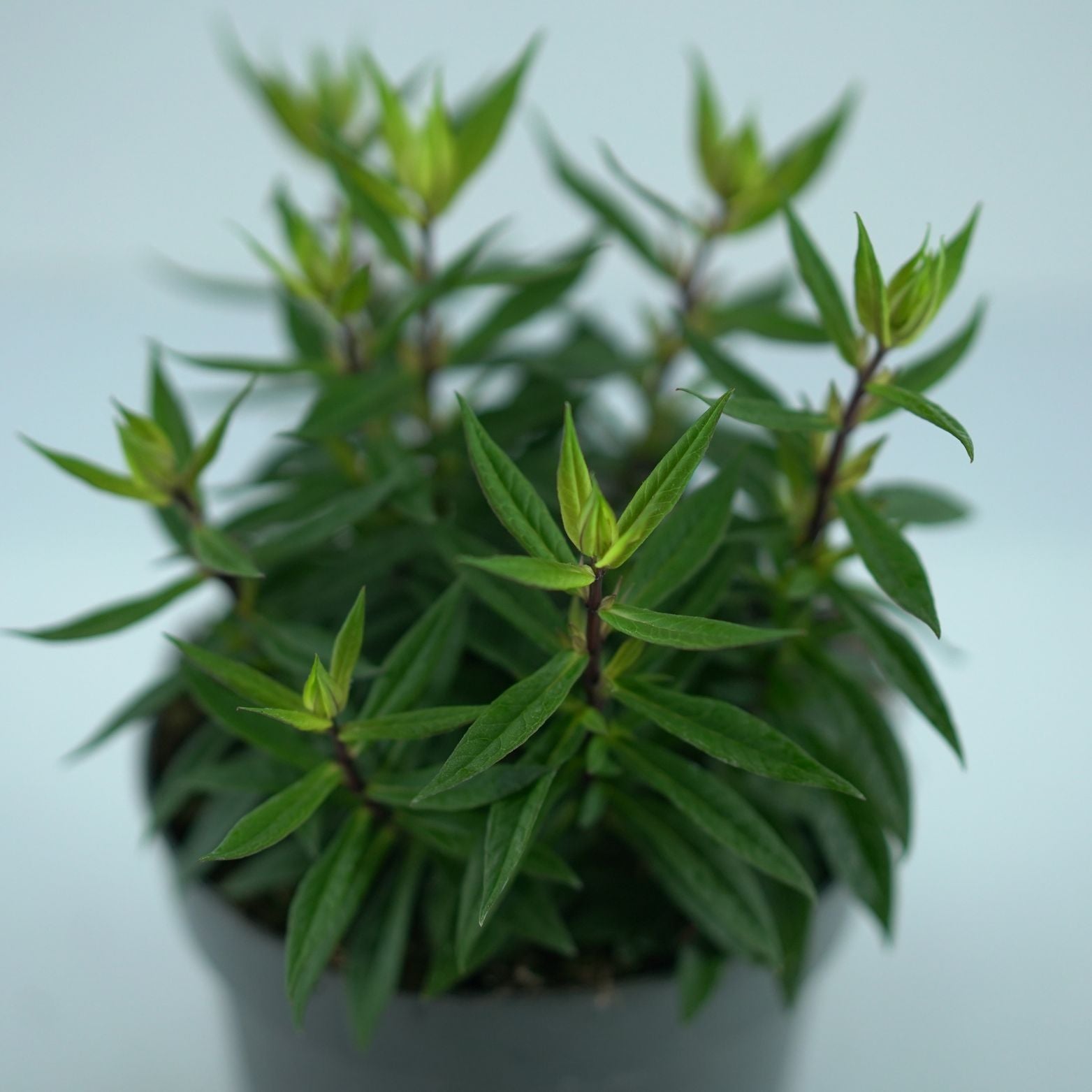 PHLOX PANICULATA Floks
