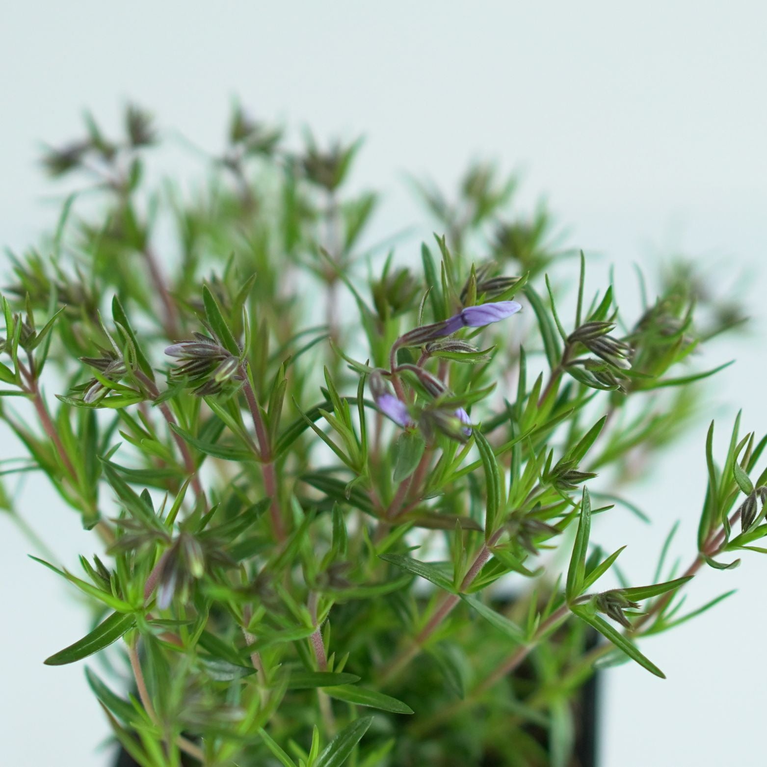 PHLOX SUBULATA 'Emerald Cushion Blue' Floks