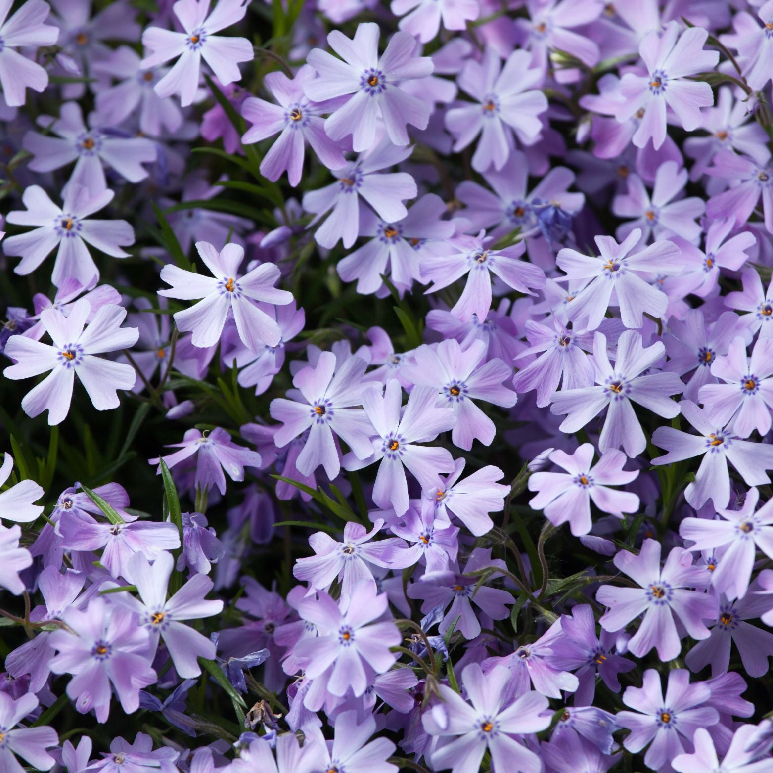PHLOX SUBULATA 'Emerald Cushion Blue' Floks