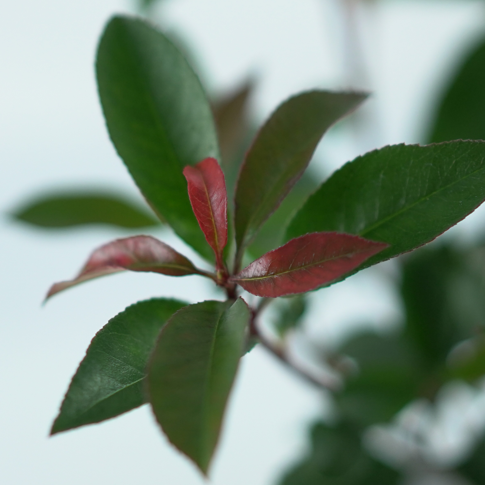 PHOTINIA FRASERI 'Carré Rouge' Głogownik