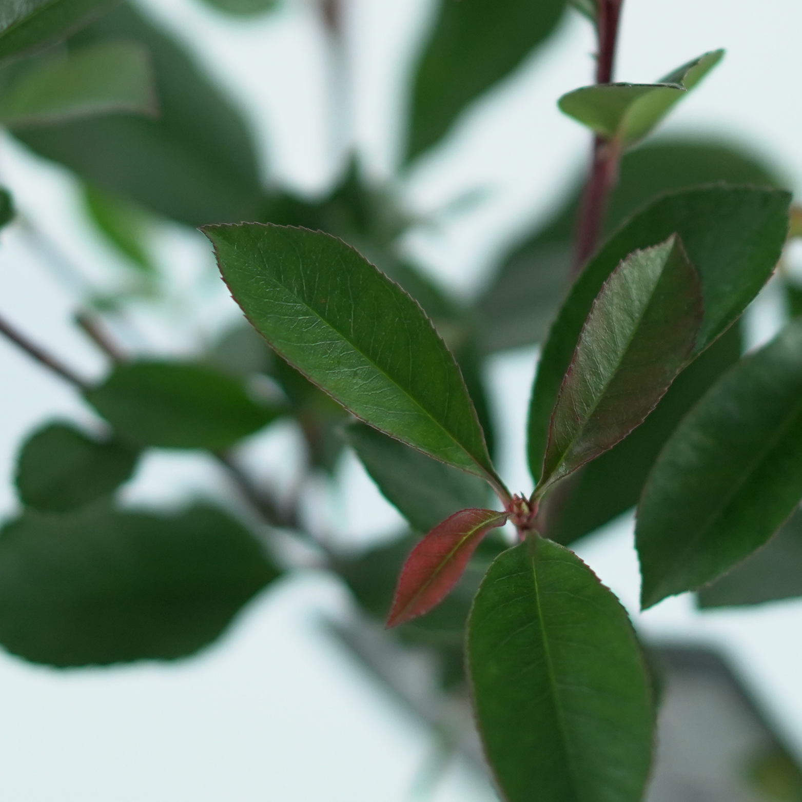 PHOTINIA FRASERI 'Carré Rouge' Głogownik