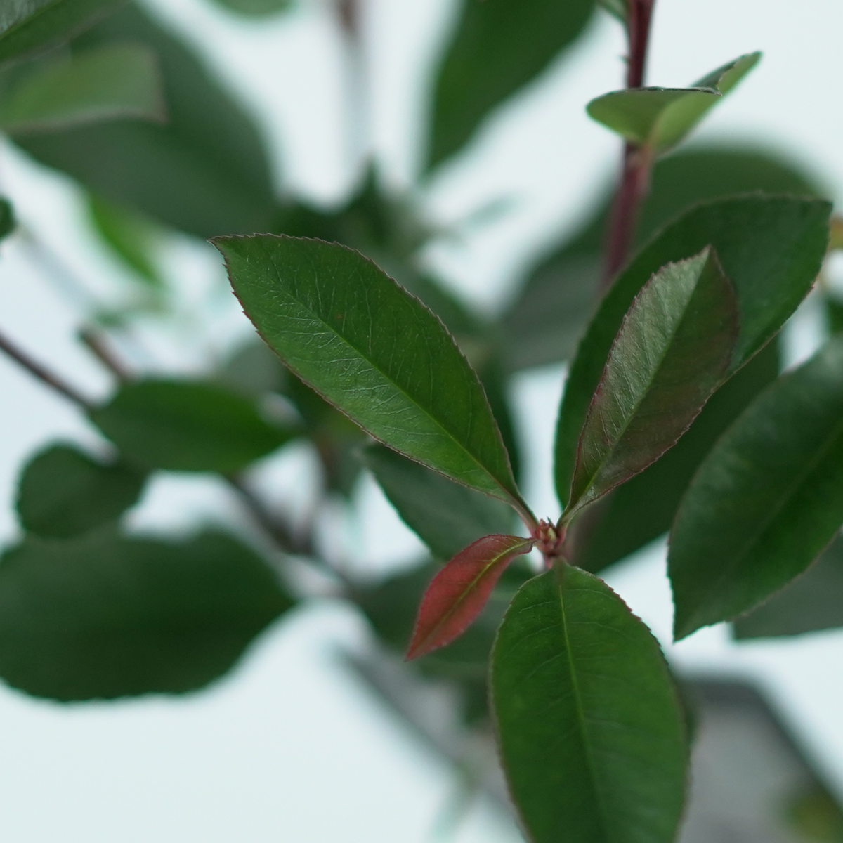 PHOTINIA FRASERI 'Carré Rouge' Głogownik