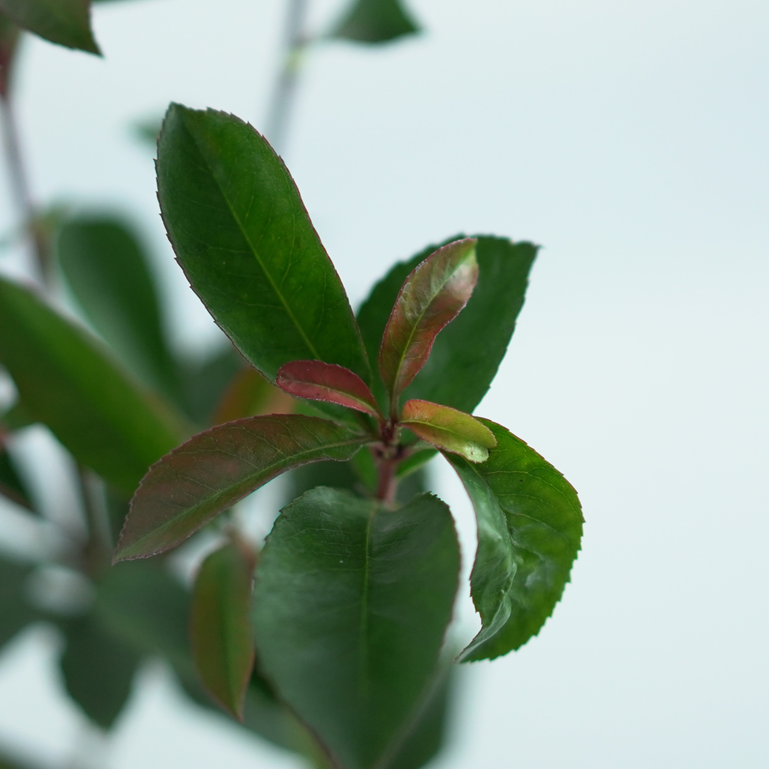 PHOTINIA FRASERI 'Carré Rouge' Głogownik