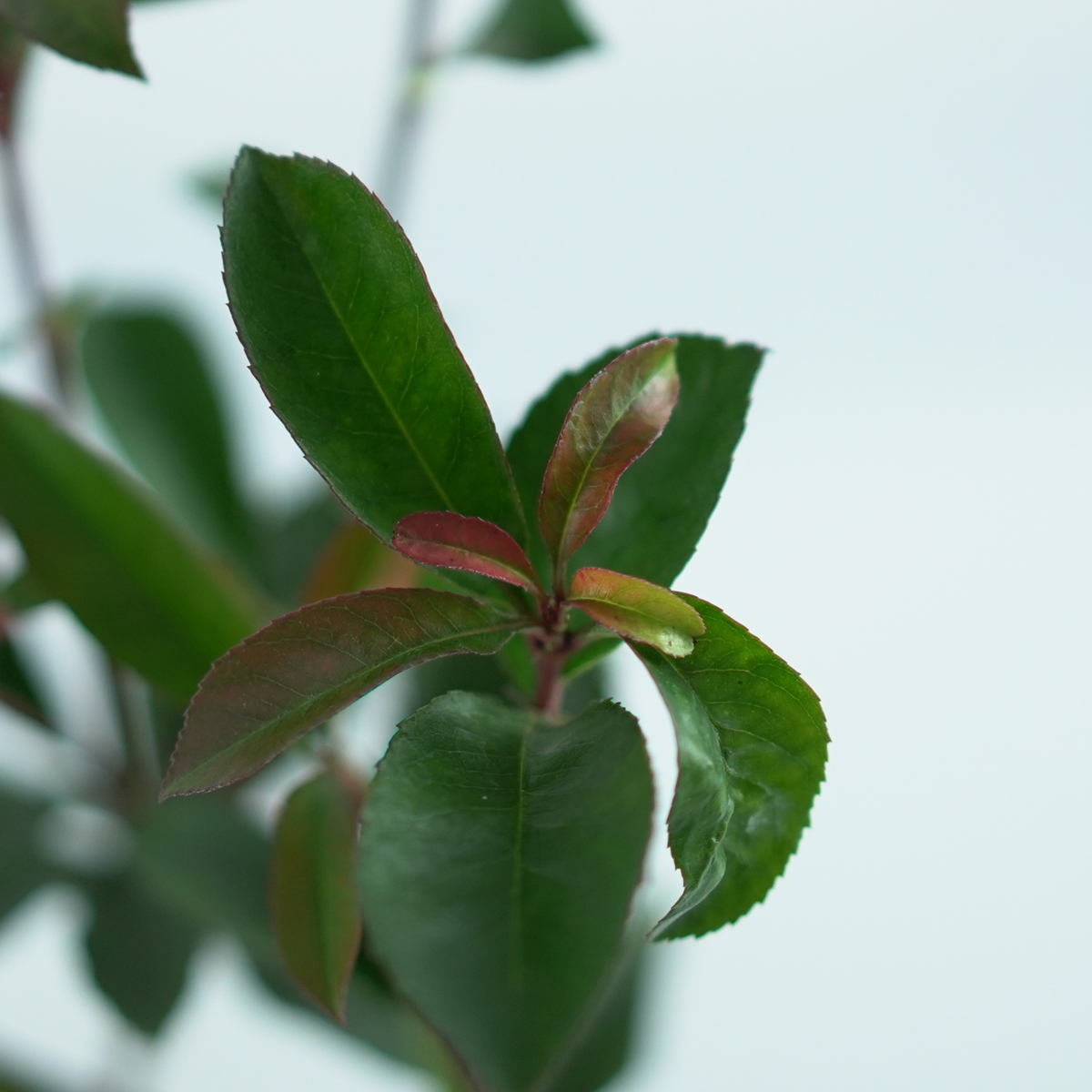 PHOTINIA FRASERI 'Carré Rouge' Głogownik