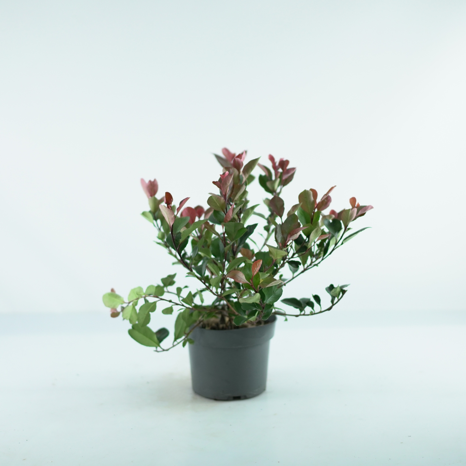 PHOTINIA FRASERI 'Little Red Robin' Głogownik