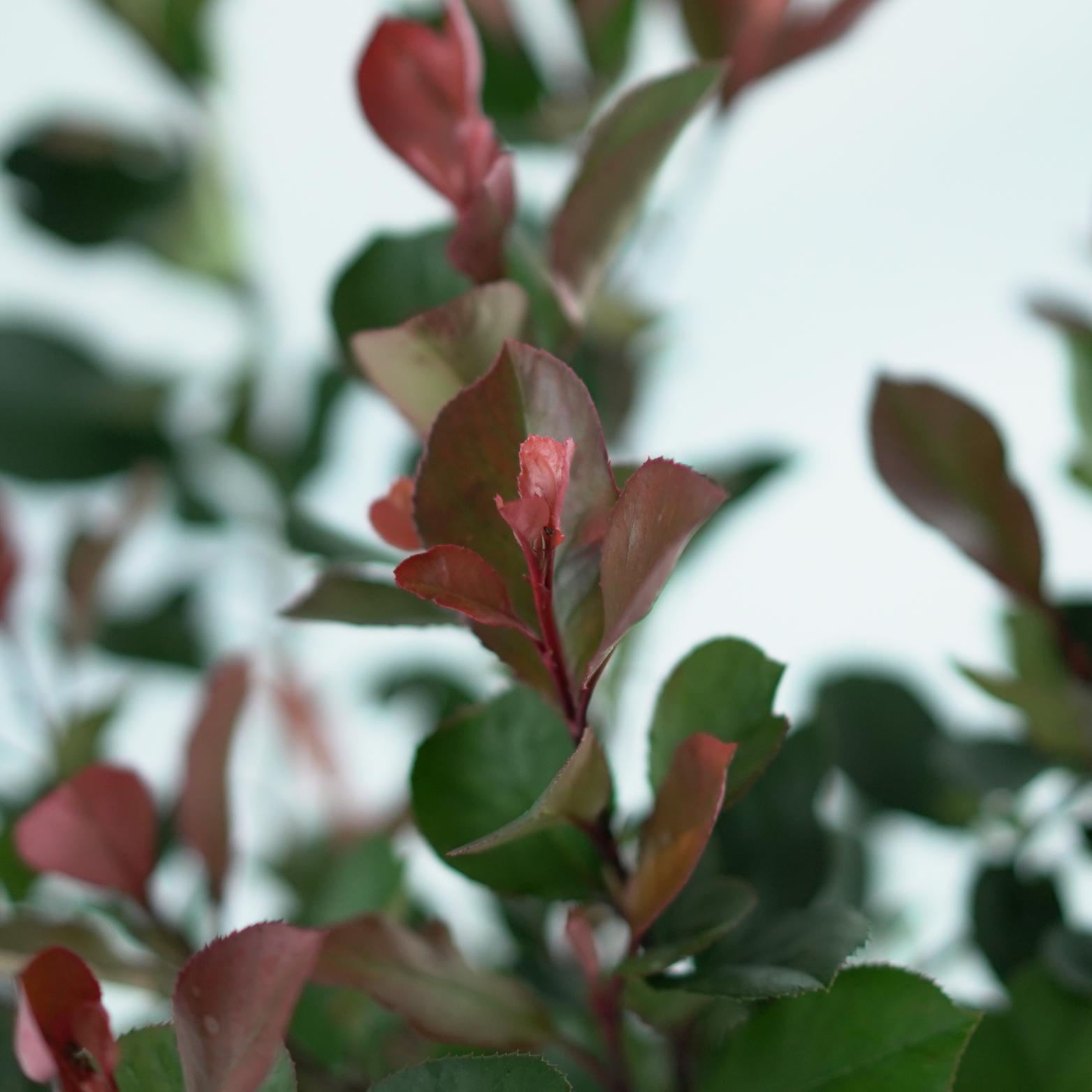 PHOTINIA FRASERI 'Little Red Robin' Głogownik