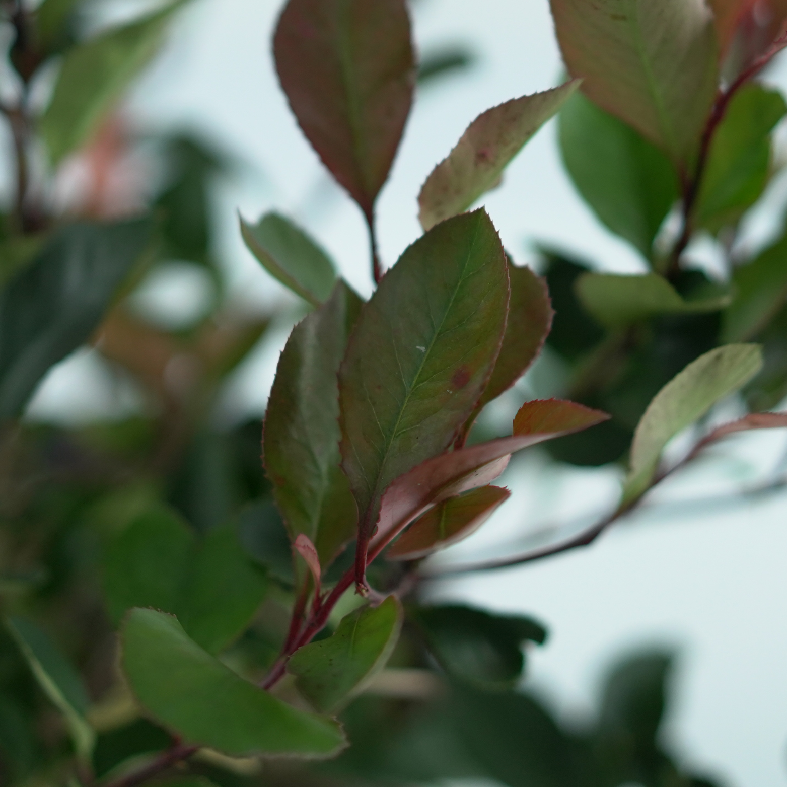 PHOTINIA FRASERI 'Little Red Robin' Głogownik